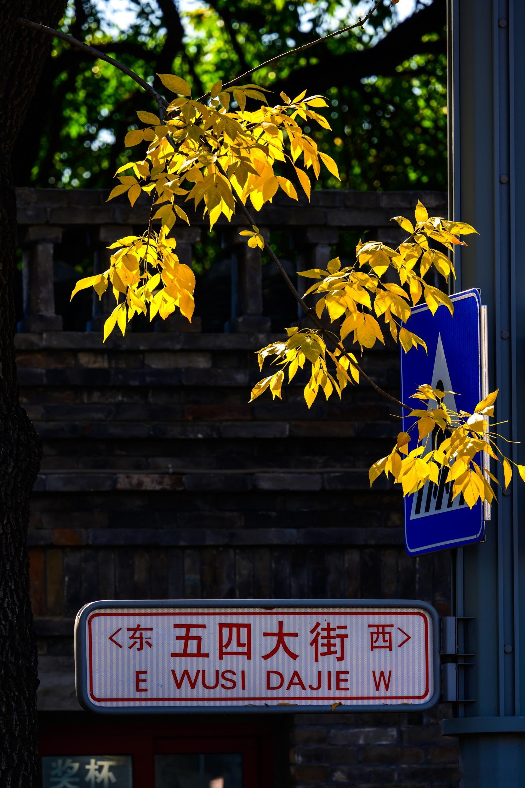 都说北京的秋天从五四大街开始了摄影​​​