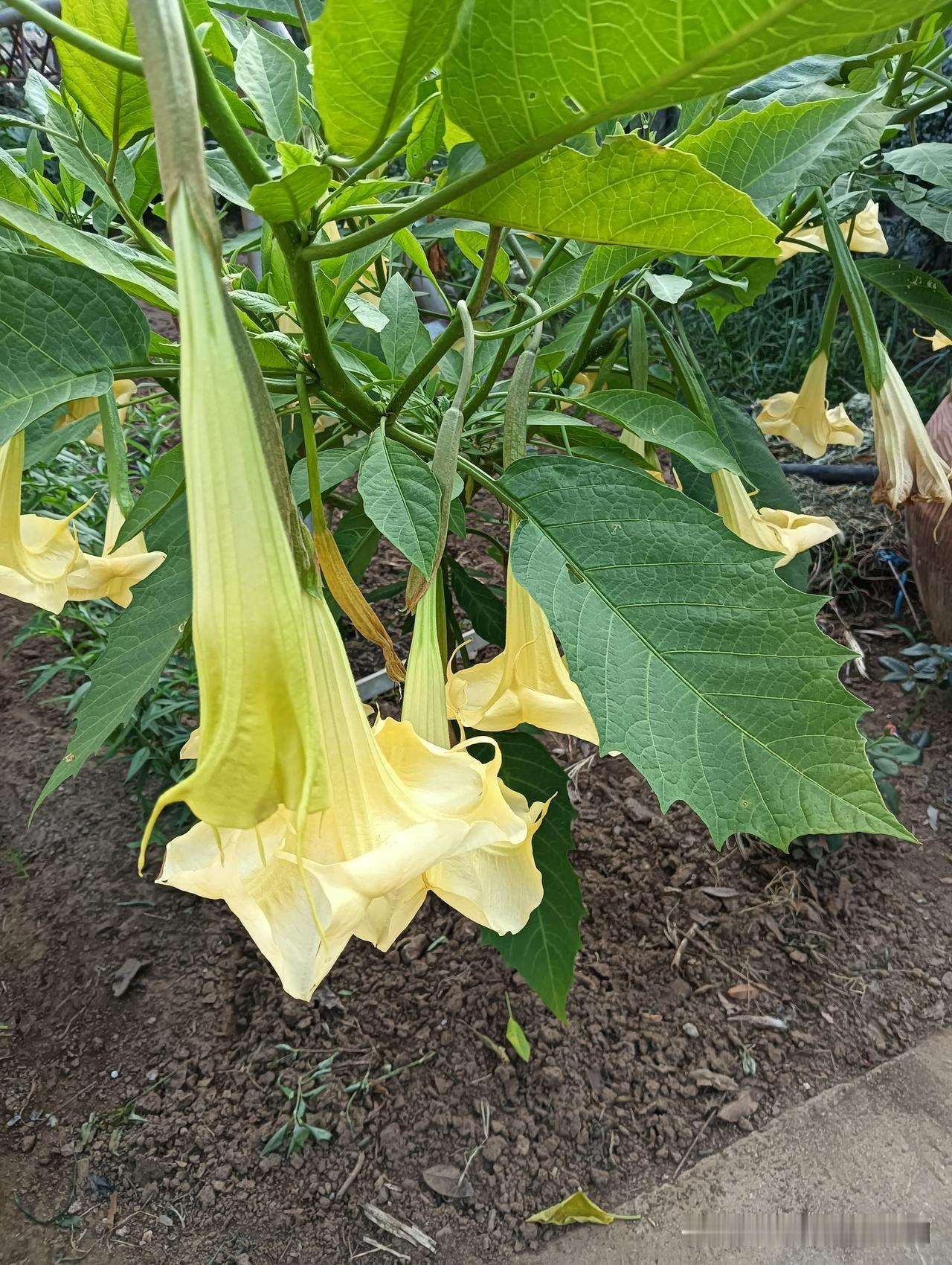 呀，不知不觉中，立秋来了，今天立秋节气，
 才感盛夏 忽而立秋，风轻云淡，秋高气