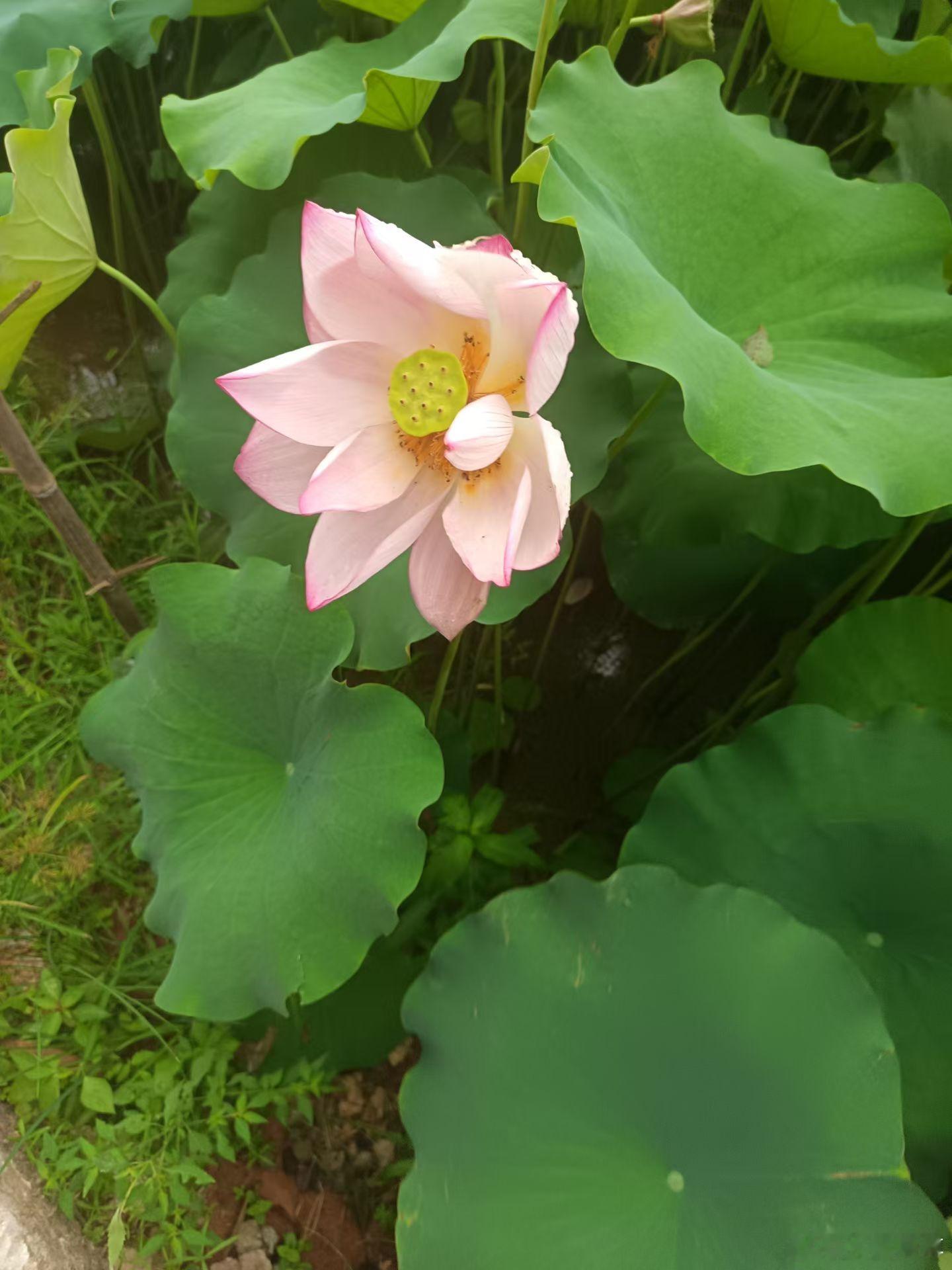 社会百态 今天在湘潭市市中心，碰到了一只来自欧美的白苟，那一身的狐臭味，真妮玛苟