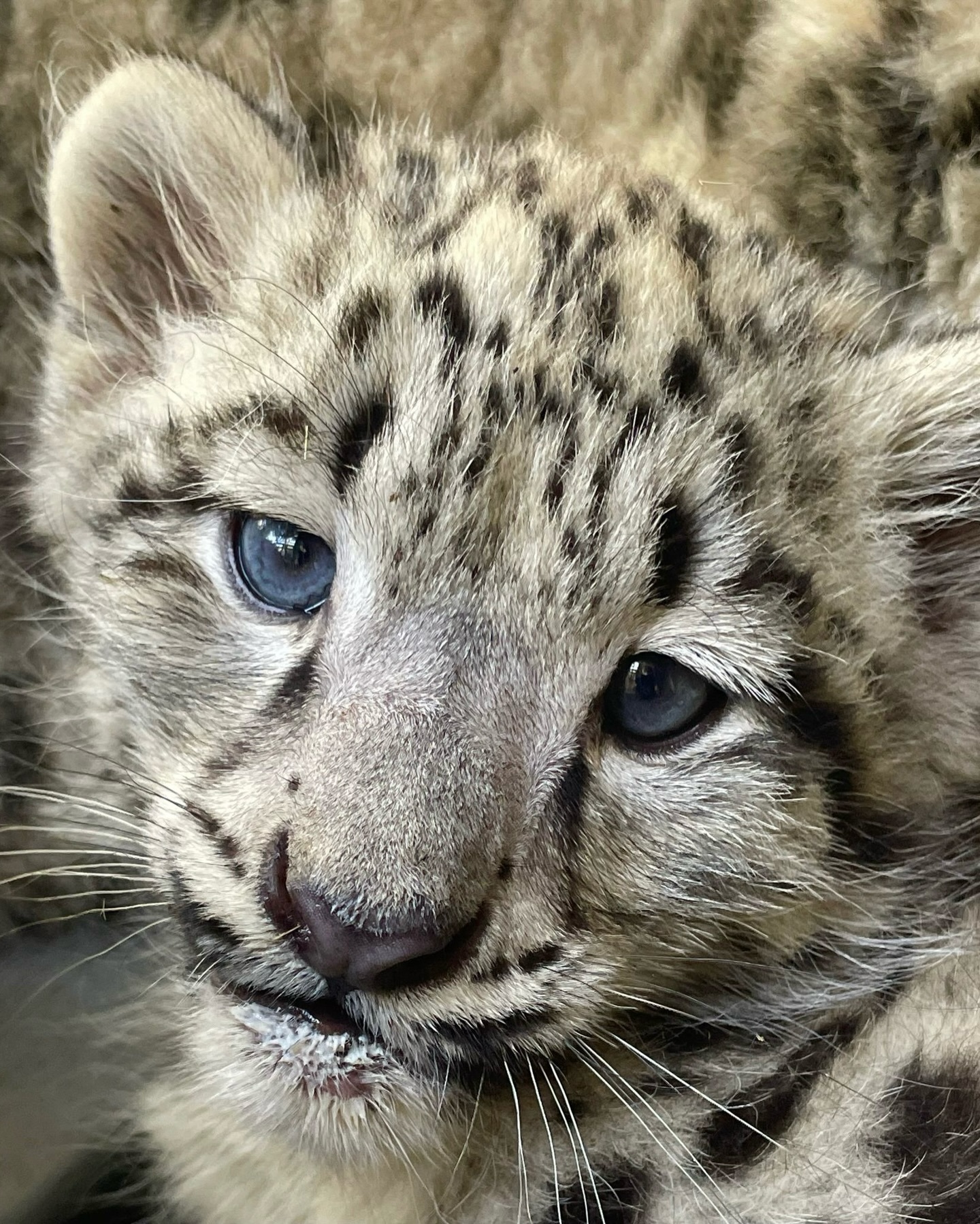 雪豹 请欣赏墨尔本动物园几位雪豹崽崽在喝奶后的可爱表情【ins：Zoos Vic