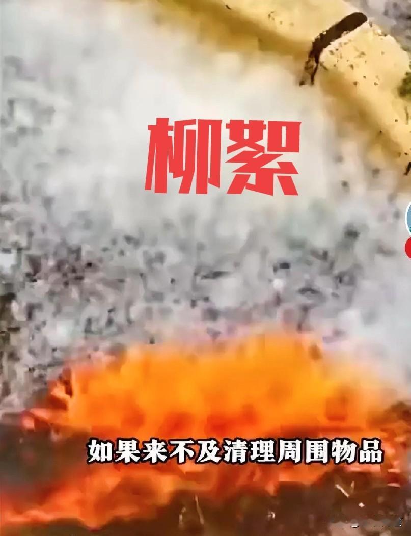 五月，北方柳絮飘飘，多久没有去看过了，挺怀念的，大学校园，夏梦湖，还有夏梦湖边的