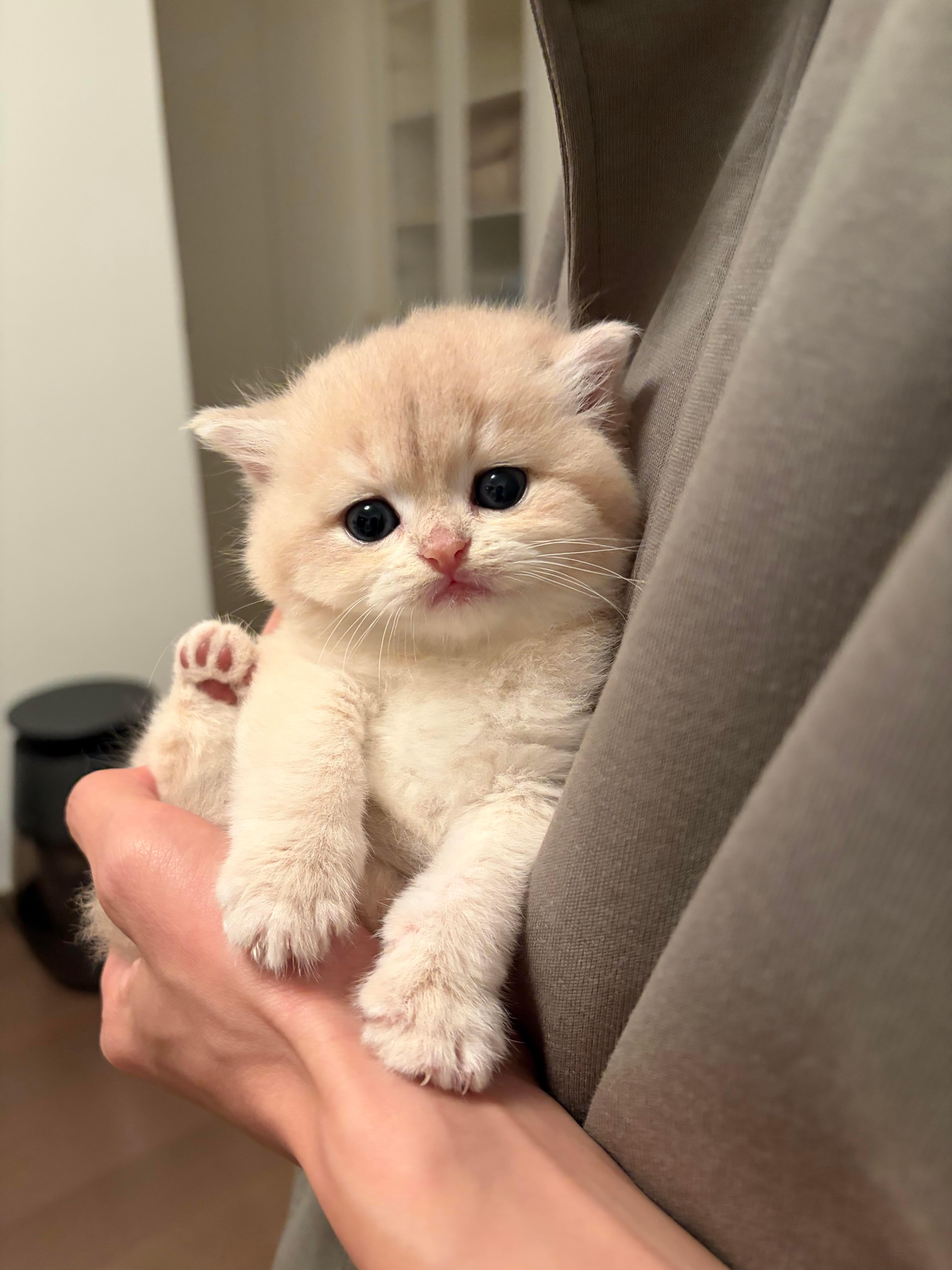 小咪：我才没有胖嘟嘟我只是肉有点多 