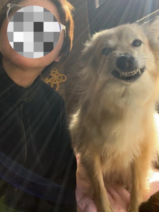 人！欺负小狗就是在和我mini姐作对！懂？