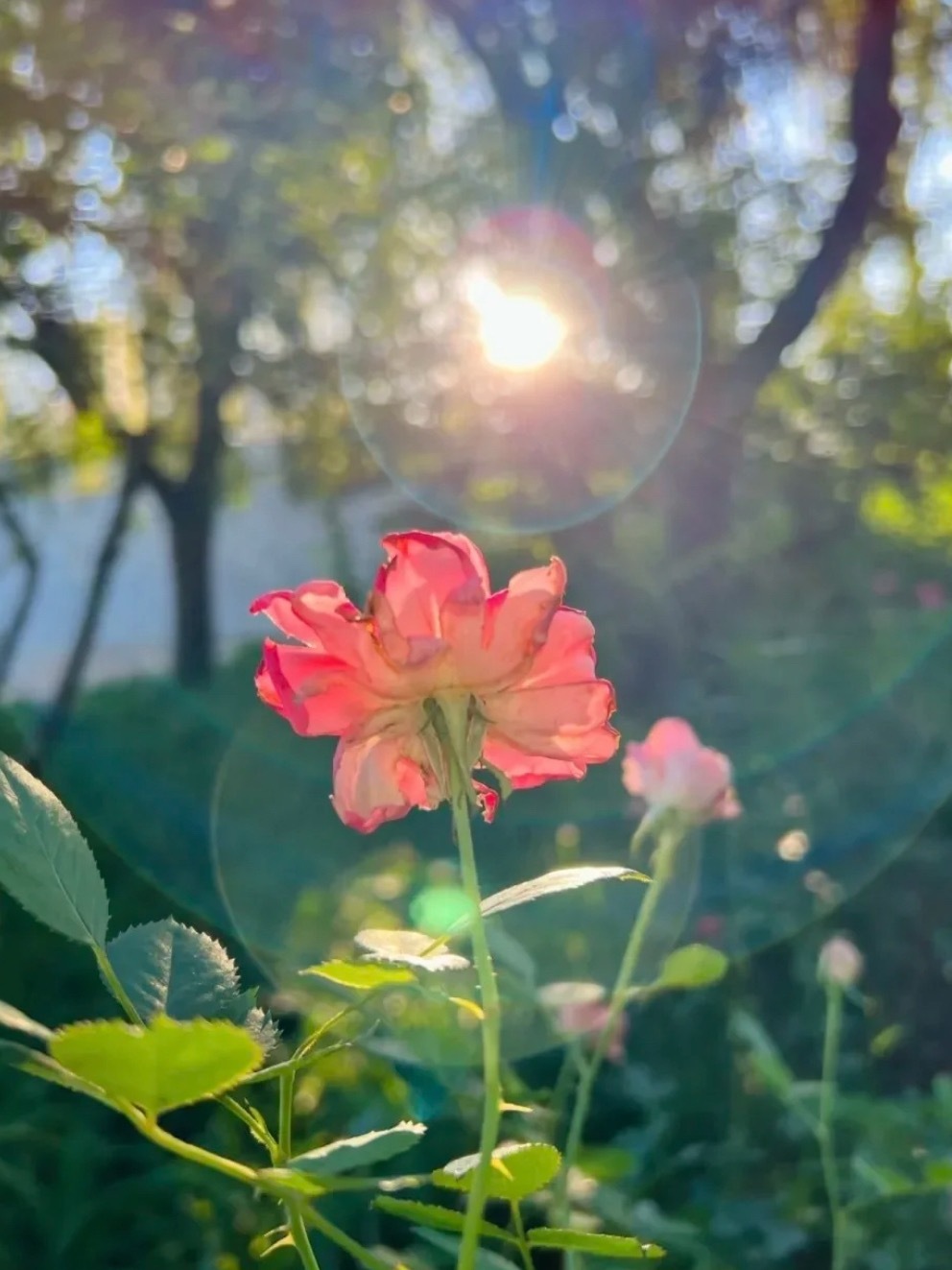 阳光伴花开，新晨皆温柔，早安。 