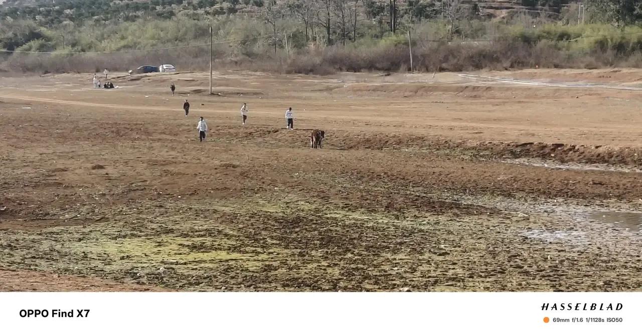 野外看见一群小屁孩撒欢儿似的追着两头牛跑。那场面，就跟西部牛仔赶牛大迁徙似的，孩