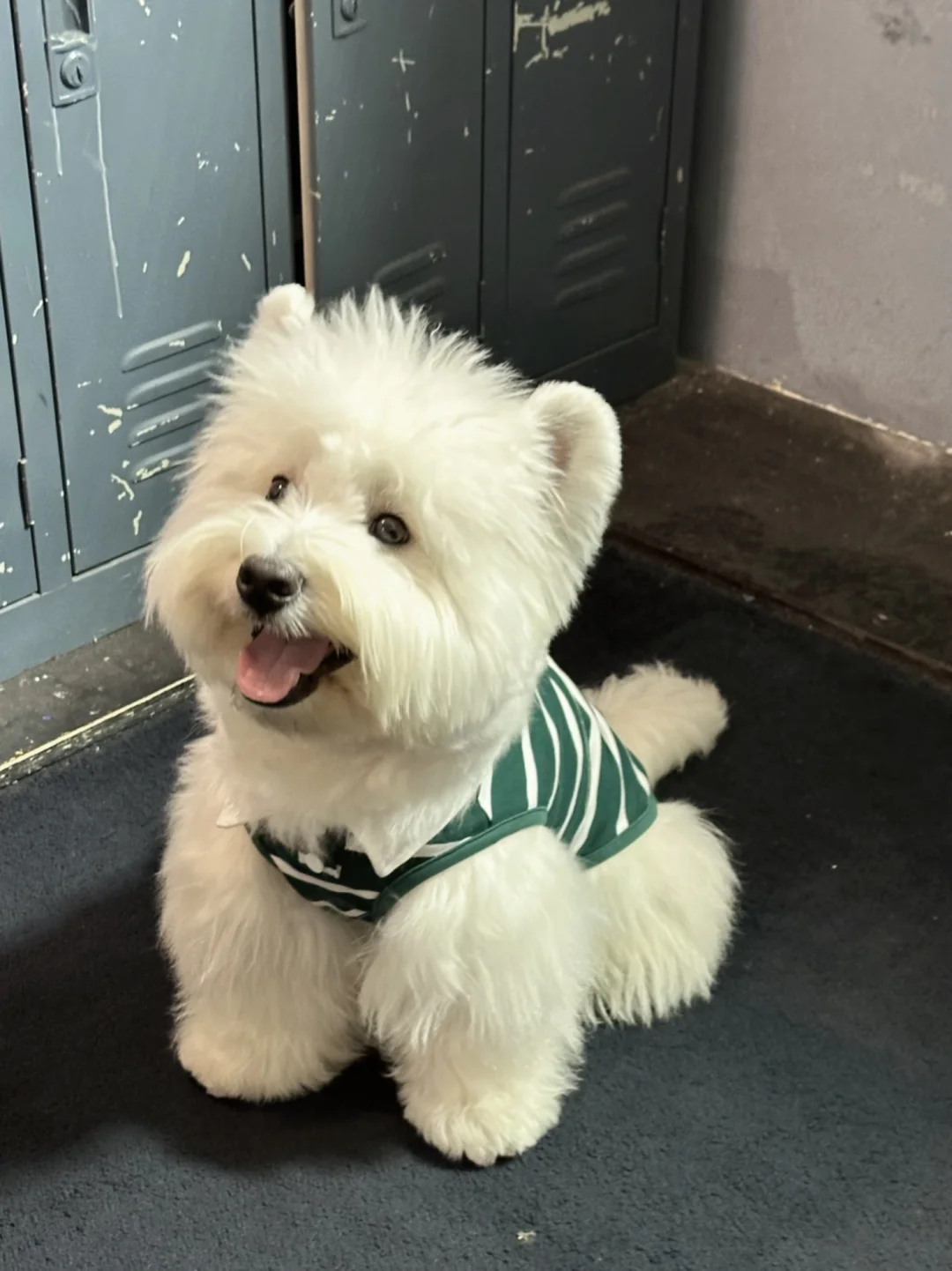 今天是小狗运动日🏃