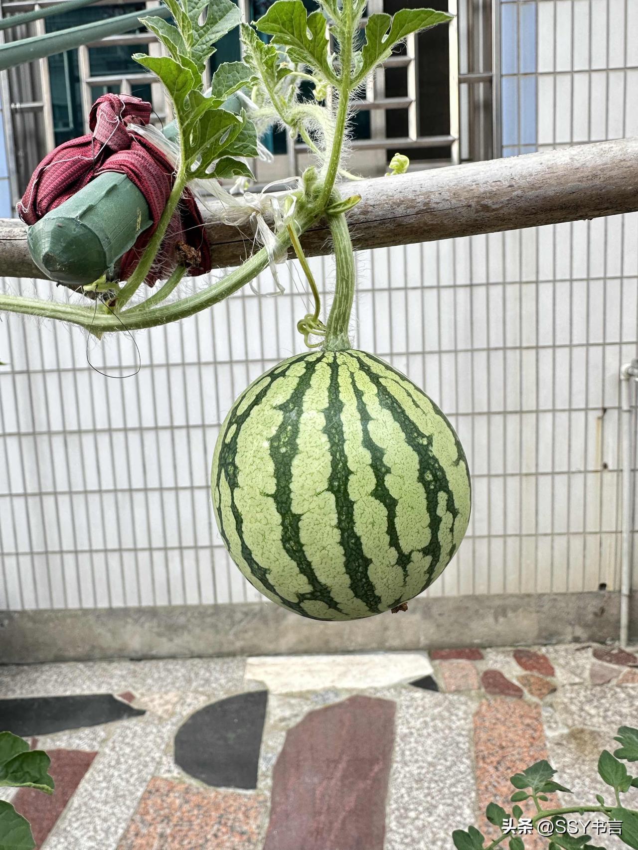 “小西瓜探头探脑，可爱又惹人爱！”🍉🌿💕