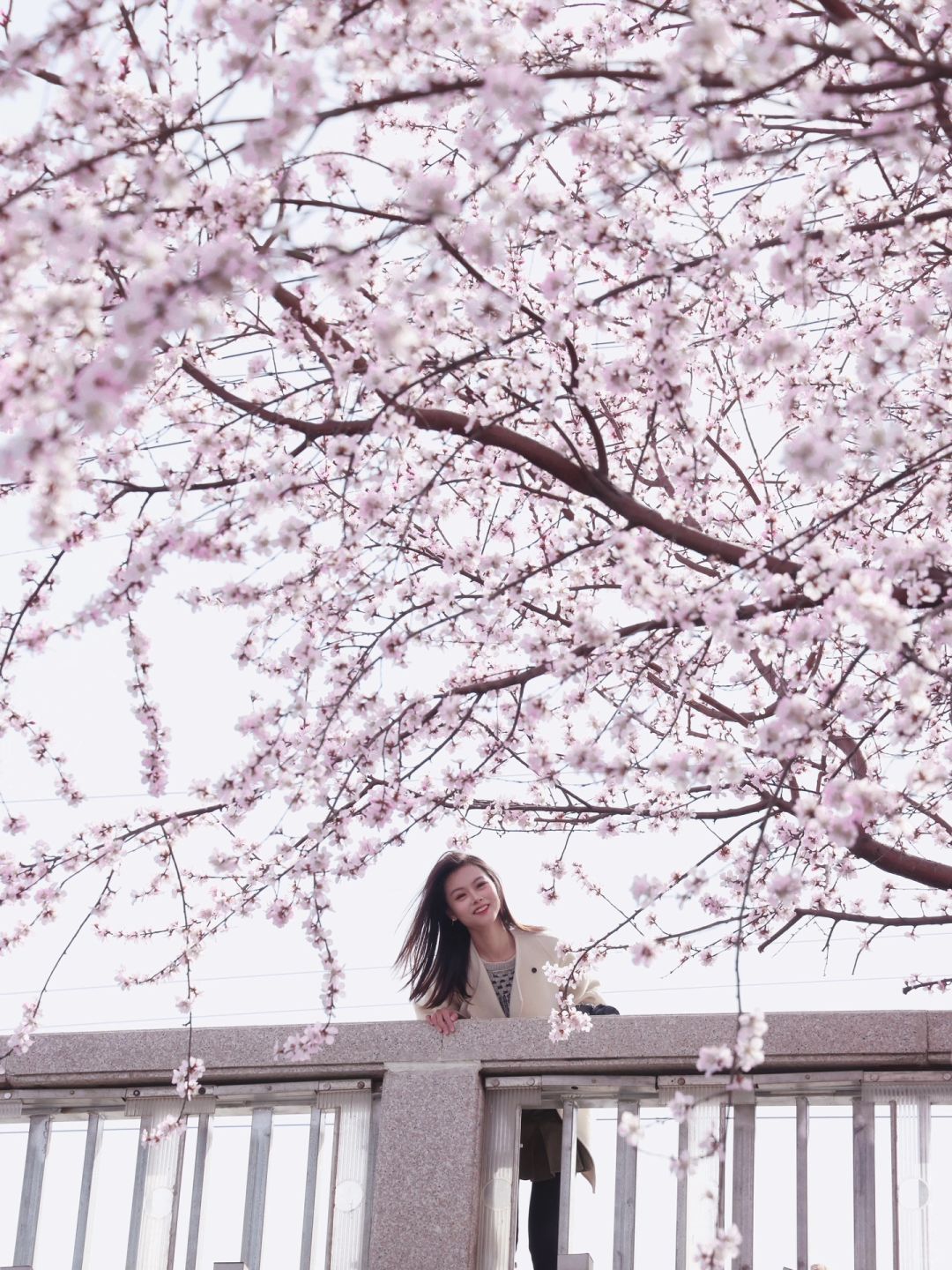 春日city walk路线‼千万别错过这颗神树‼️