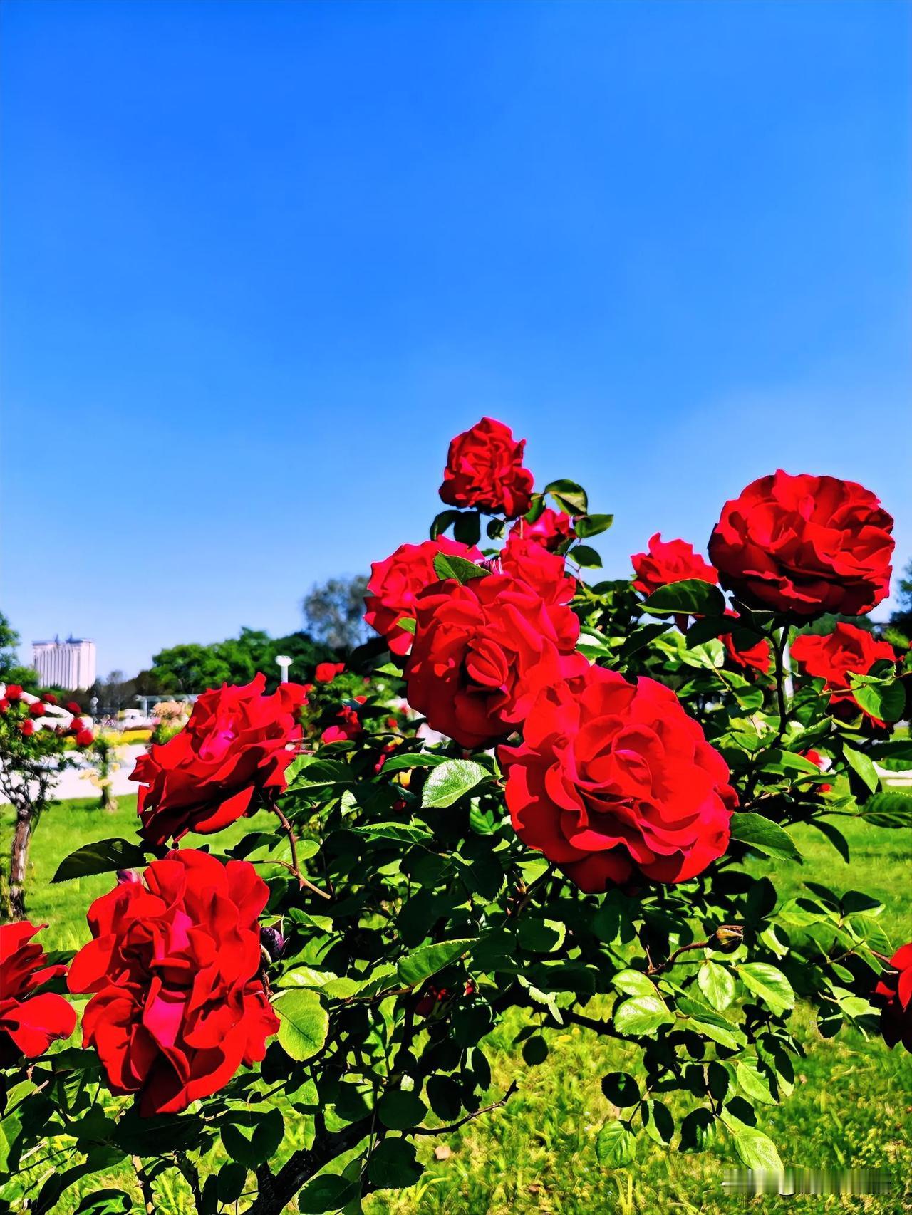 阳光下的红月季，绽放出最美的姿态！🌹🌞