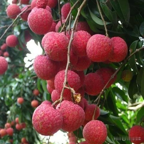上联，二八芳龄风华茂，诚邀下联？