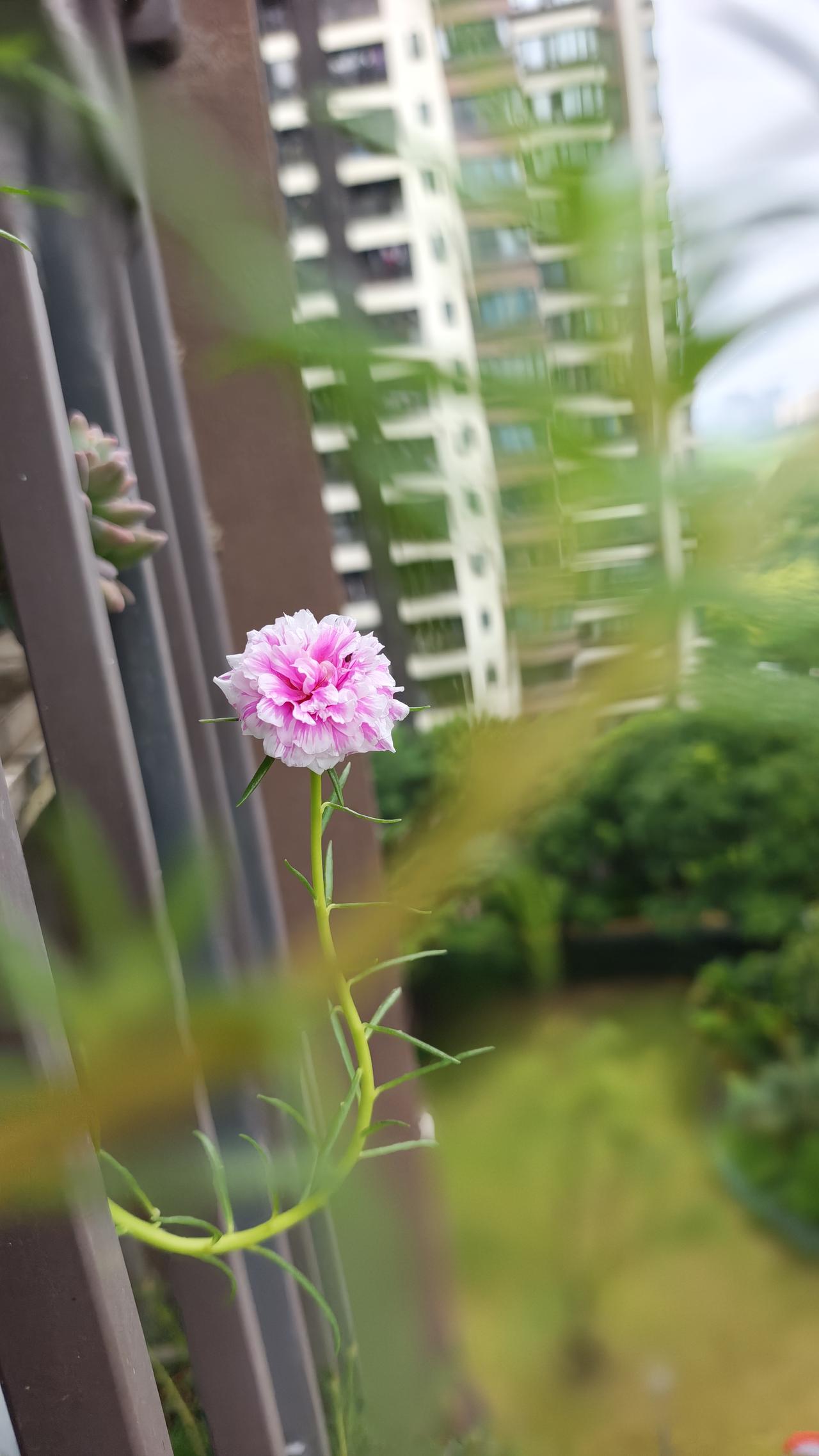分享手机里的花花草草每次看到这些照片，心情都会变得格外舒畅。