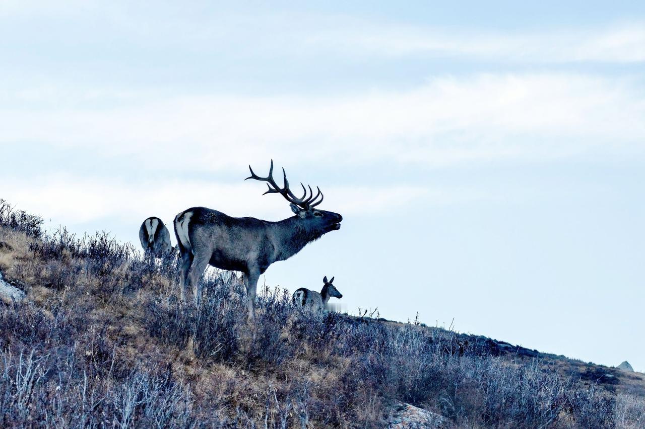 马鹿又到爱情季……
祁连山国家公园野生动物零距离