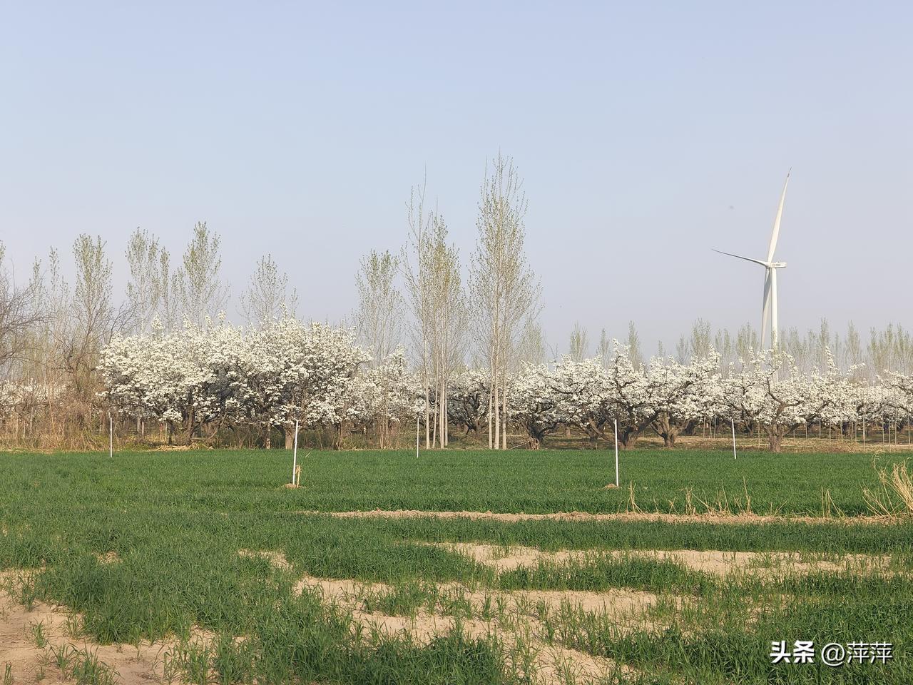 春日生活打卡季雪白的梨花开，来这我请你吃梨花饺子吧！