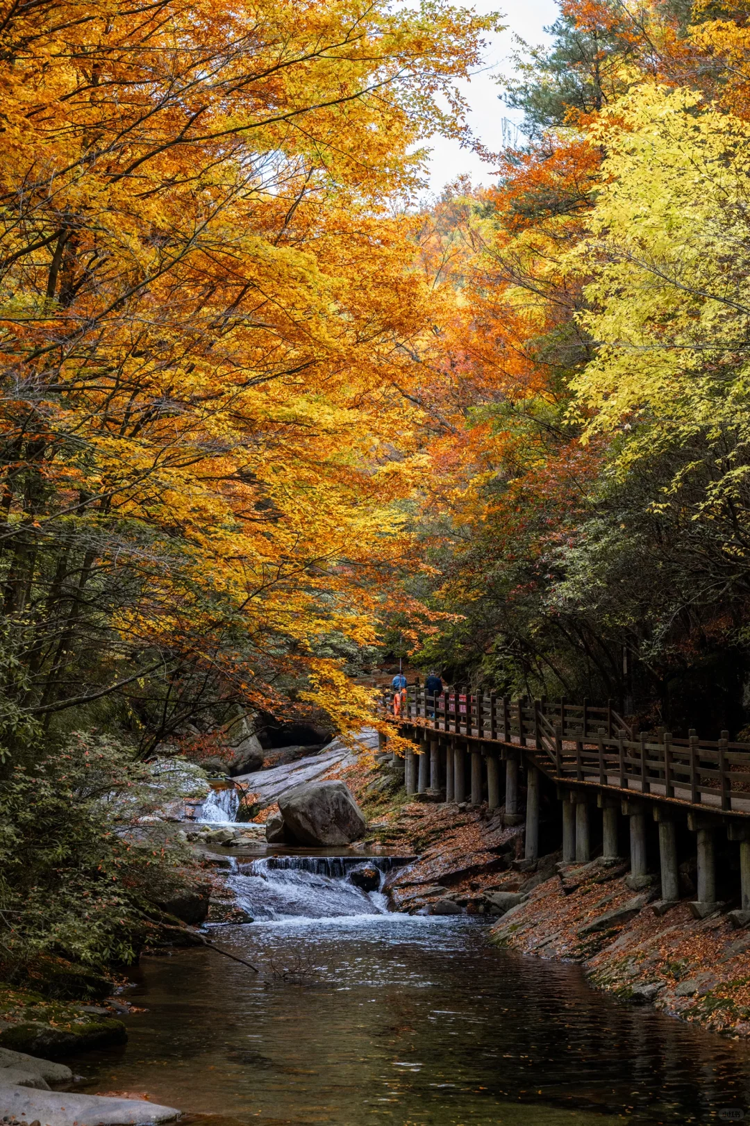 秋风起❗️不敢想象接下来的光雾山有多美！