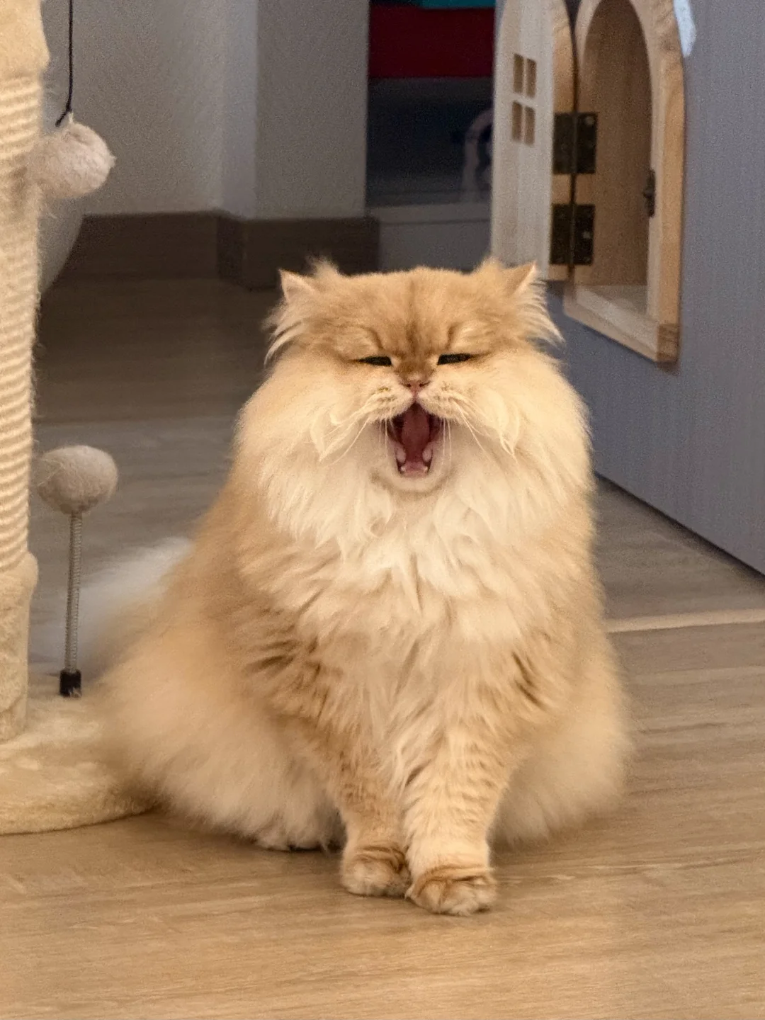 等等…邪恶金渐层？？