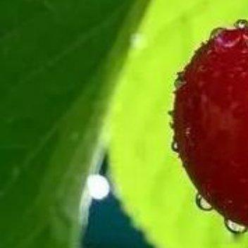 🍒摘樱桃、吃樱桃，在樱桃树下想所有浪漫的事 