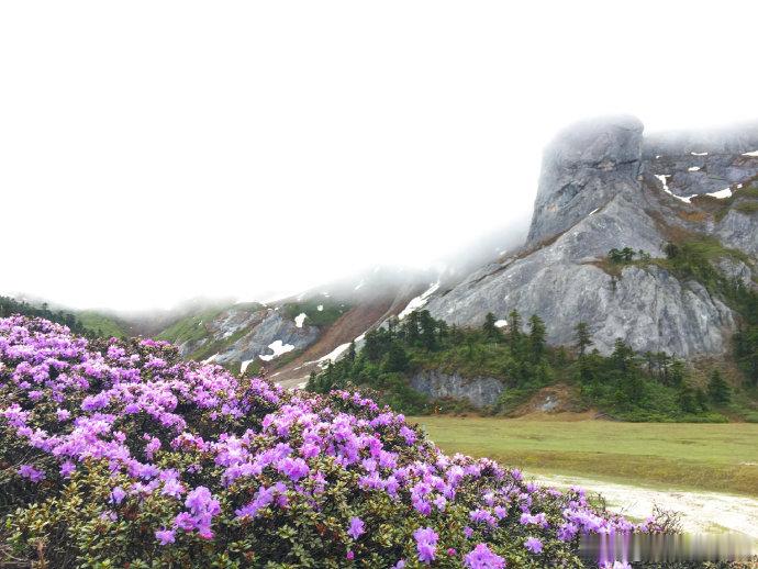 云南旅行云南香格里拉高山杜鹃。via 巴拉格宗风景名胜区 