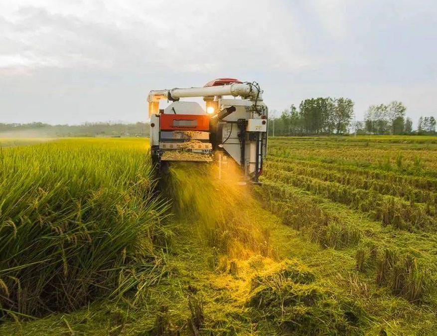 “权力的任性？”安徽一男子，承包了200多亩农田，种植水稻。镇政府没有出示任何文