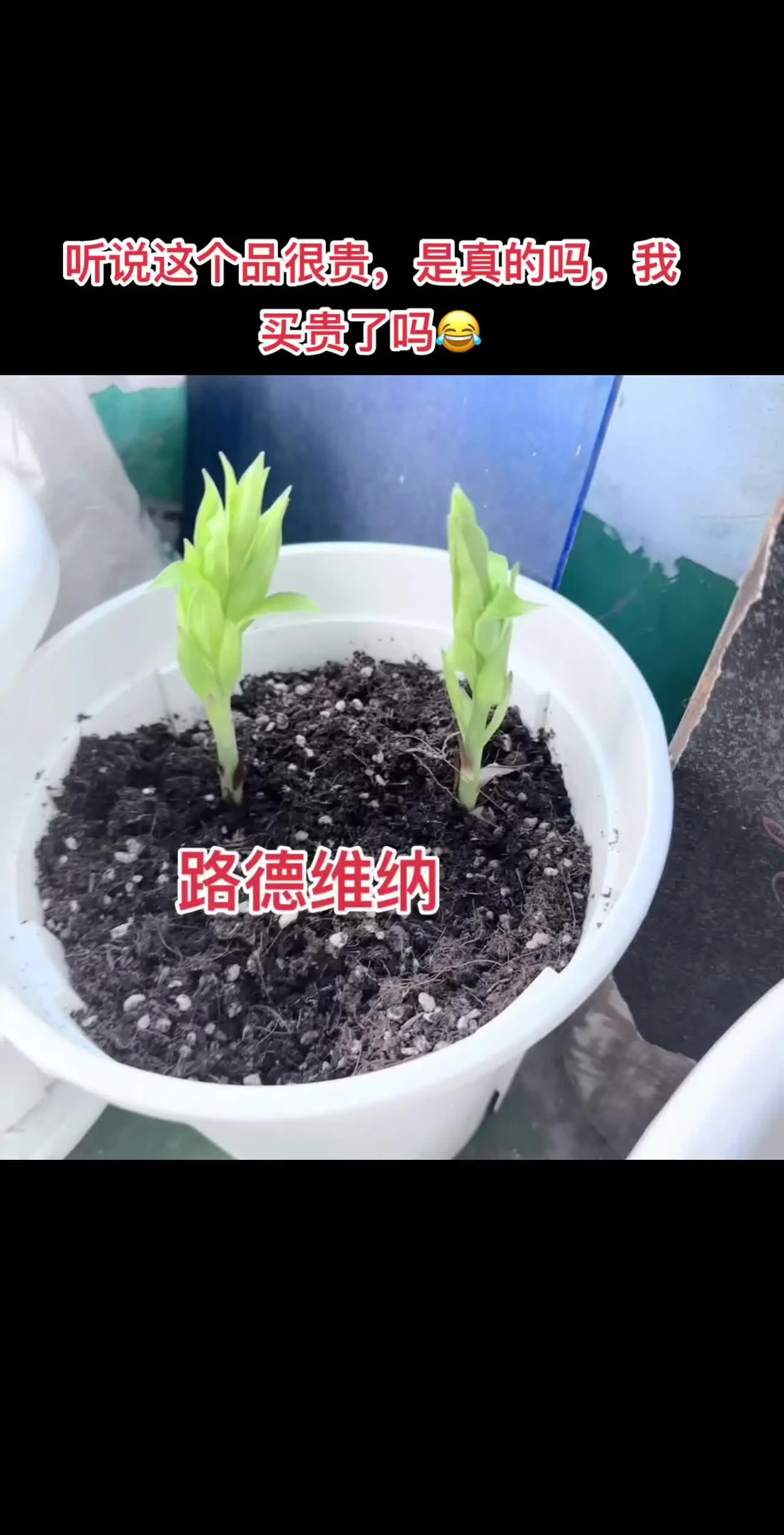 听说这个品很贵，是真的吗，我买贵了吗😂😂