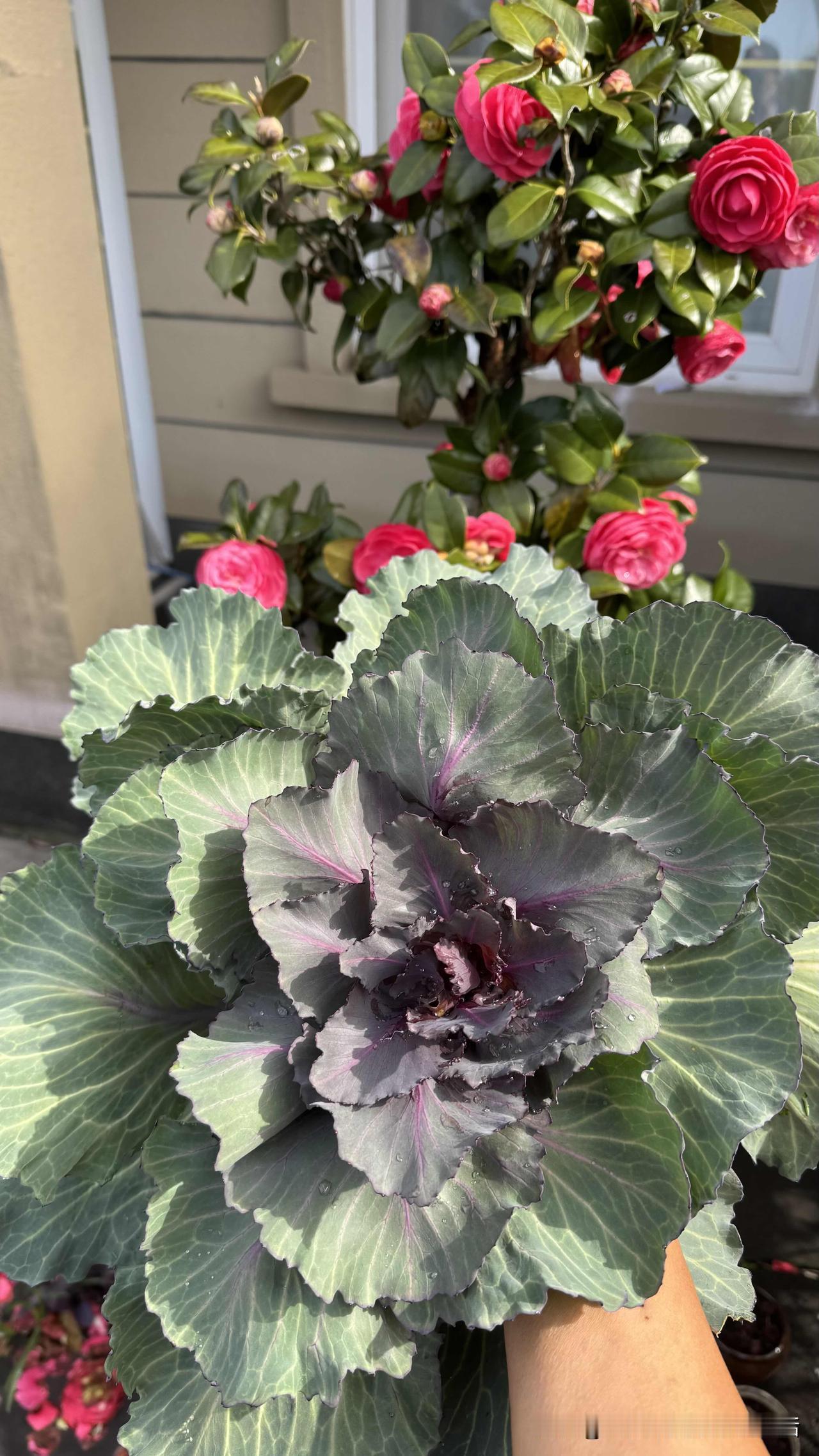 三天完全断食今天结束。到五号早饭前，我整整坚持了九十个小时的纯断食；血糖低的队友