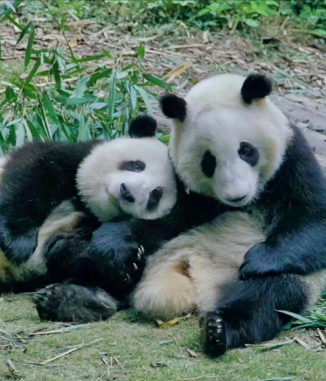 天下第一好！和花🌸和叶姐妹儿！叶子和功妈越来越像了 ​​​