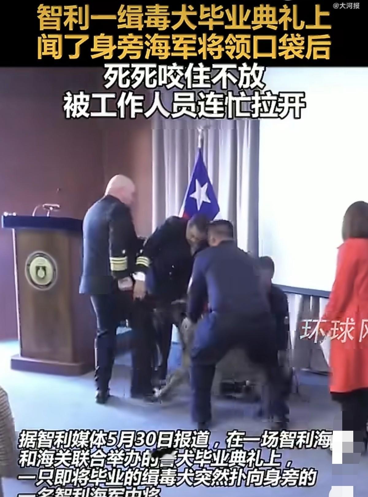 [太阳]智利一场警犬毕业典礼上，缉毒犬突然扑向一名海军中将，死死咬住他的裤袋不放