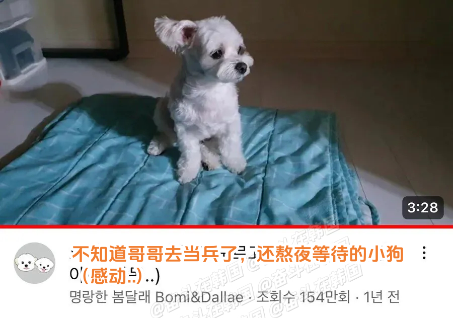 等待当兵的哥哥回家的小狗~ 海外新鲜事 热点现场