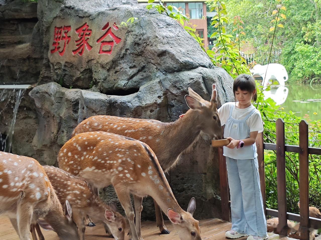 江城子29·野象谷动物
翠林幽谷蕴清光。
鹿含香，雀梳裳。
母抱猿雏，静倚老枝旁