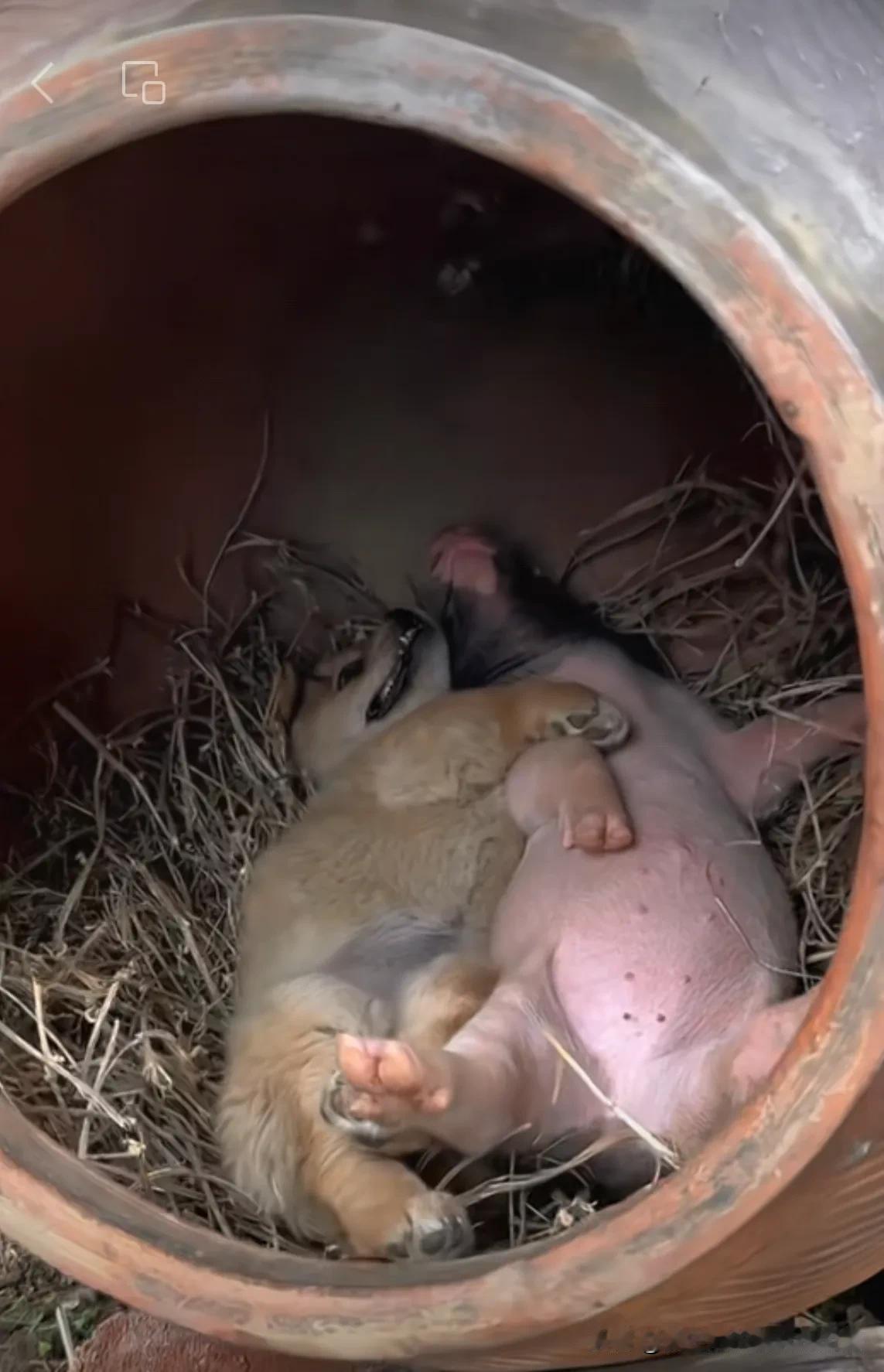 猪朋狗友，也能相拥而眠？
🐷：我把你当兄弟，你却想让我给你生孩子！你个狗日的，