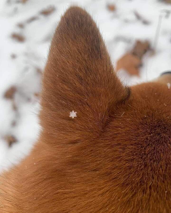 7803【❄️】捕捉一枚小雪花 