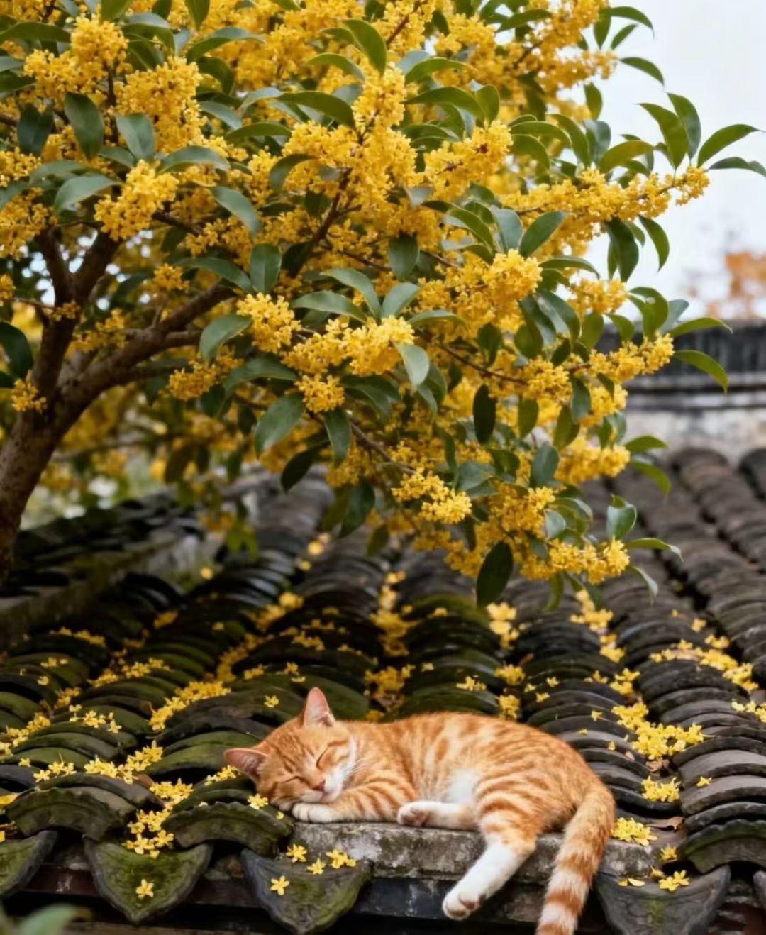 晒晒青岛的城市风光猫🐱迷满城！
