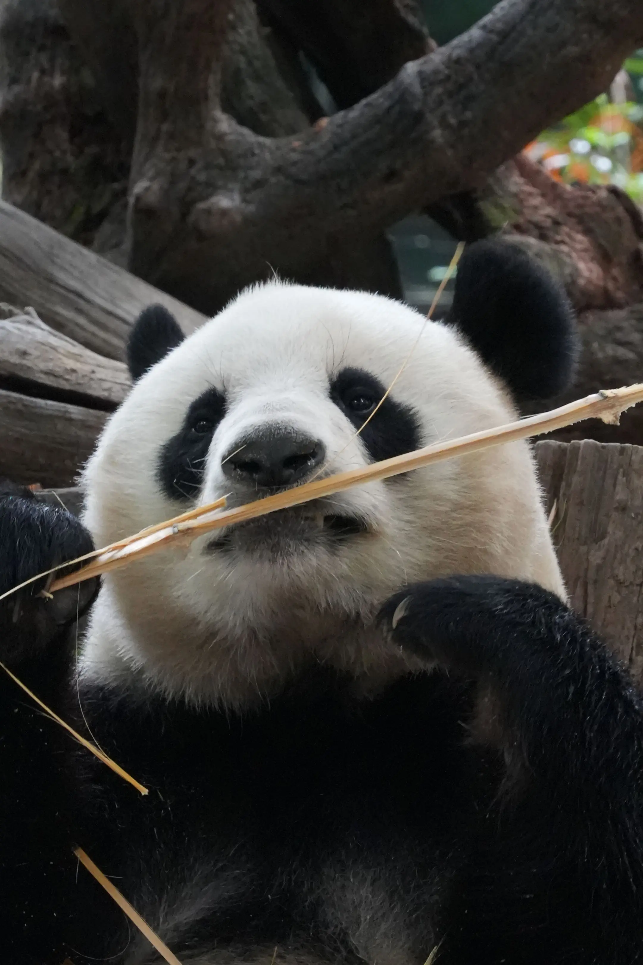 有喜欢大头照的吗？