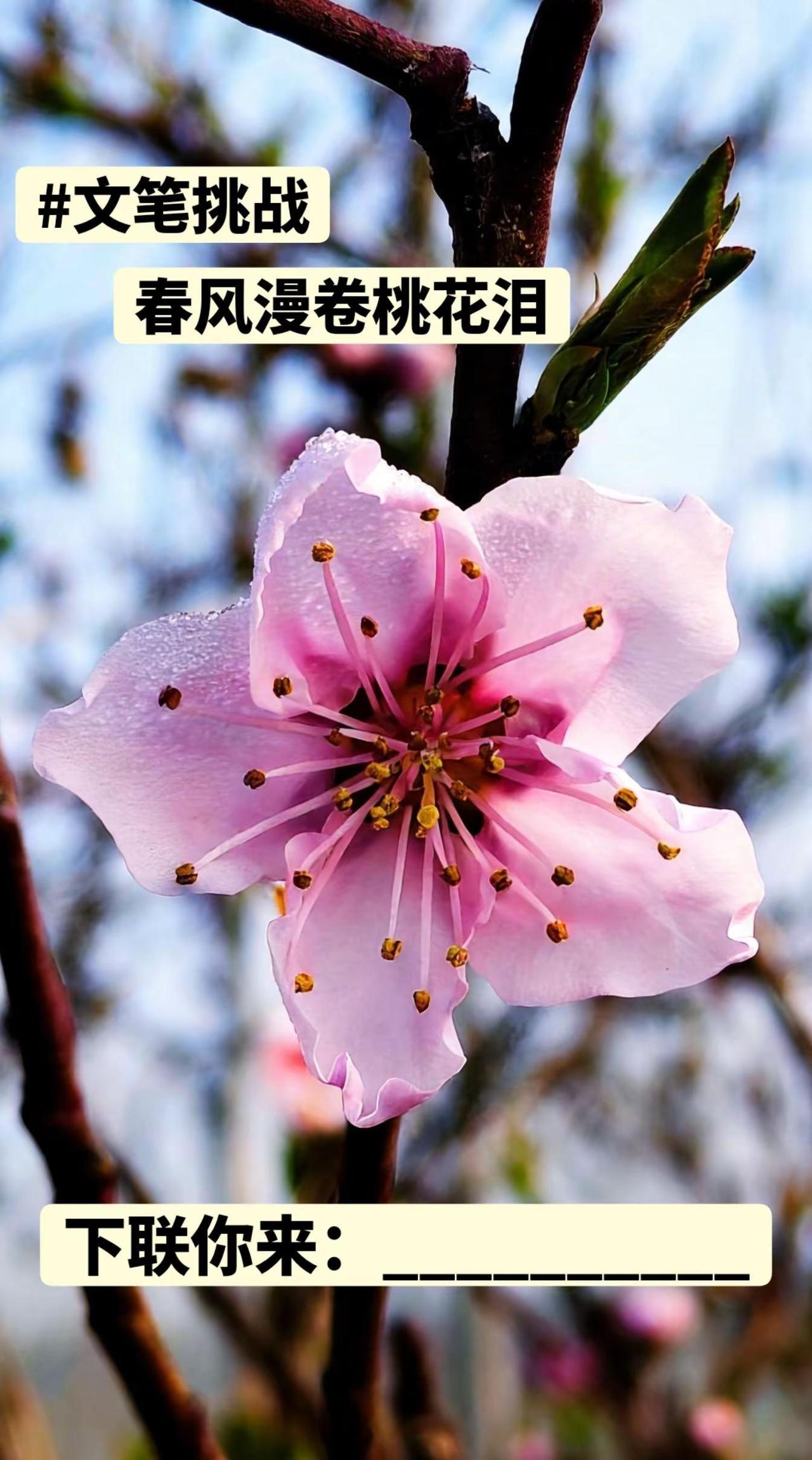 我的图片 随变ai随便玩 假如你是一朵花桃花 自带流量的音乐