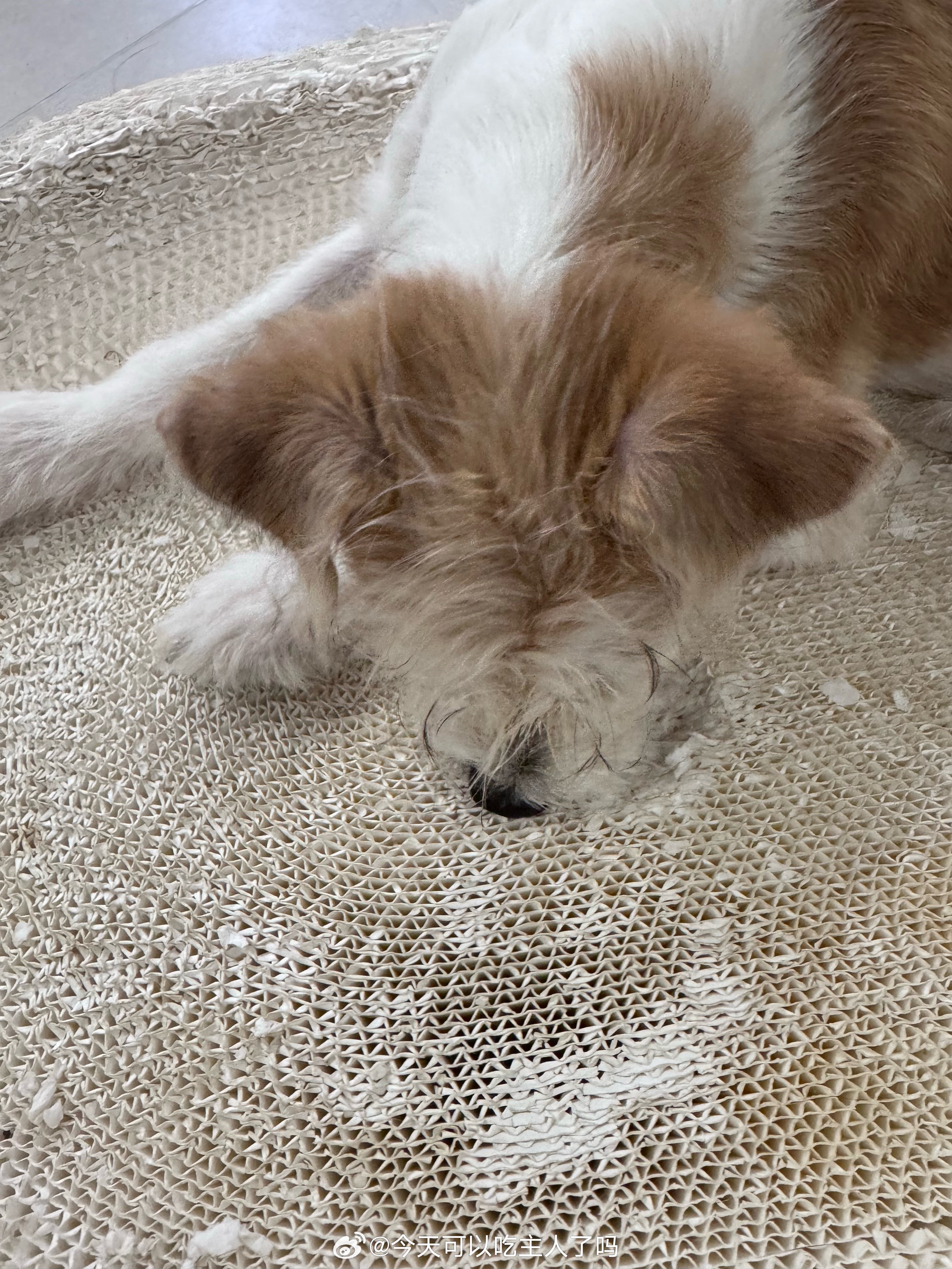 狗一直在这个坑里深耕 
