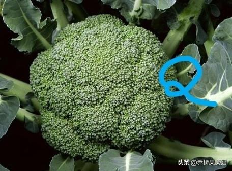 若问有机花菜和花菜有啥区别，那肯定都是花菜，没有啥区别。

但有机花菜就不同了。