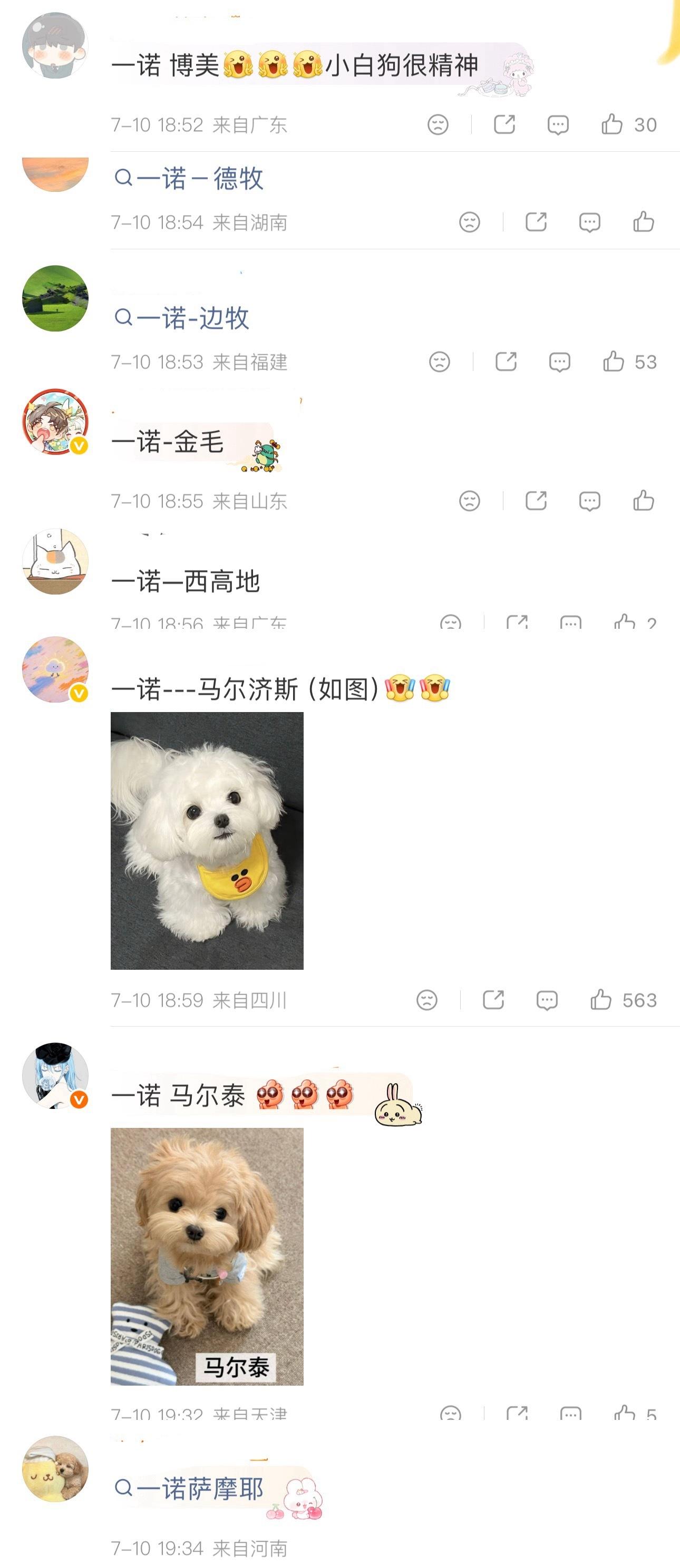 别说一诺不需要🐶塑 就算非要选 诺粉提了这么多就只能选出来边牧和马尔济斯吗