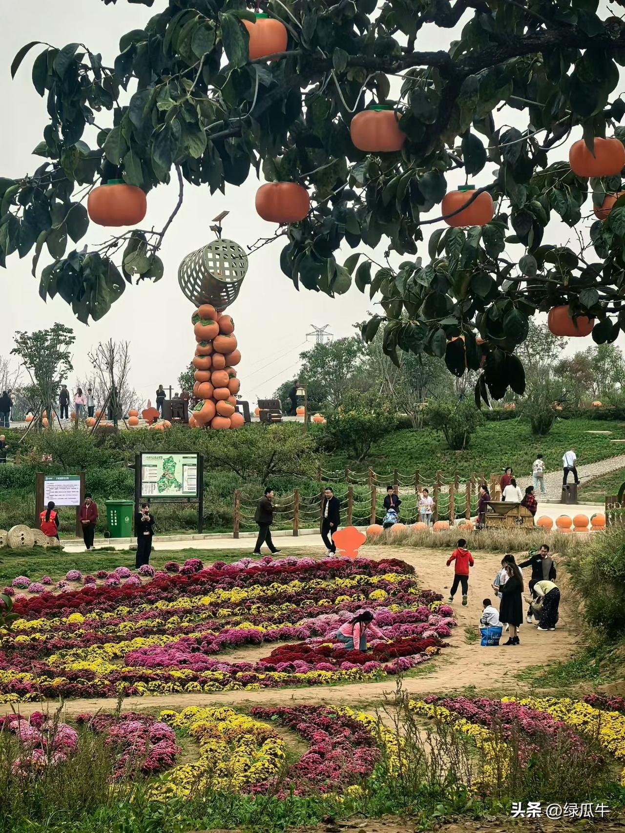 看来，罗店柿子园，又要有大动作！
今天看到，彬州文旅官方发布了一条消息，主题“柿