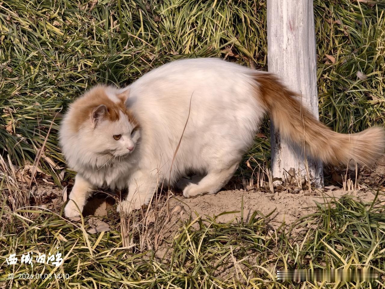 分享一张最近随手拍的照片在公园里流浪的猫，自由自在。