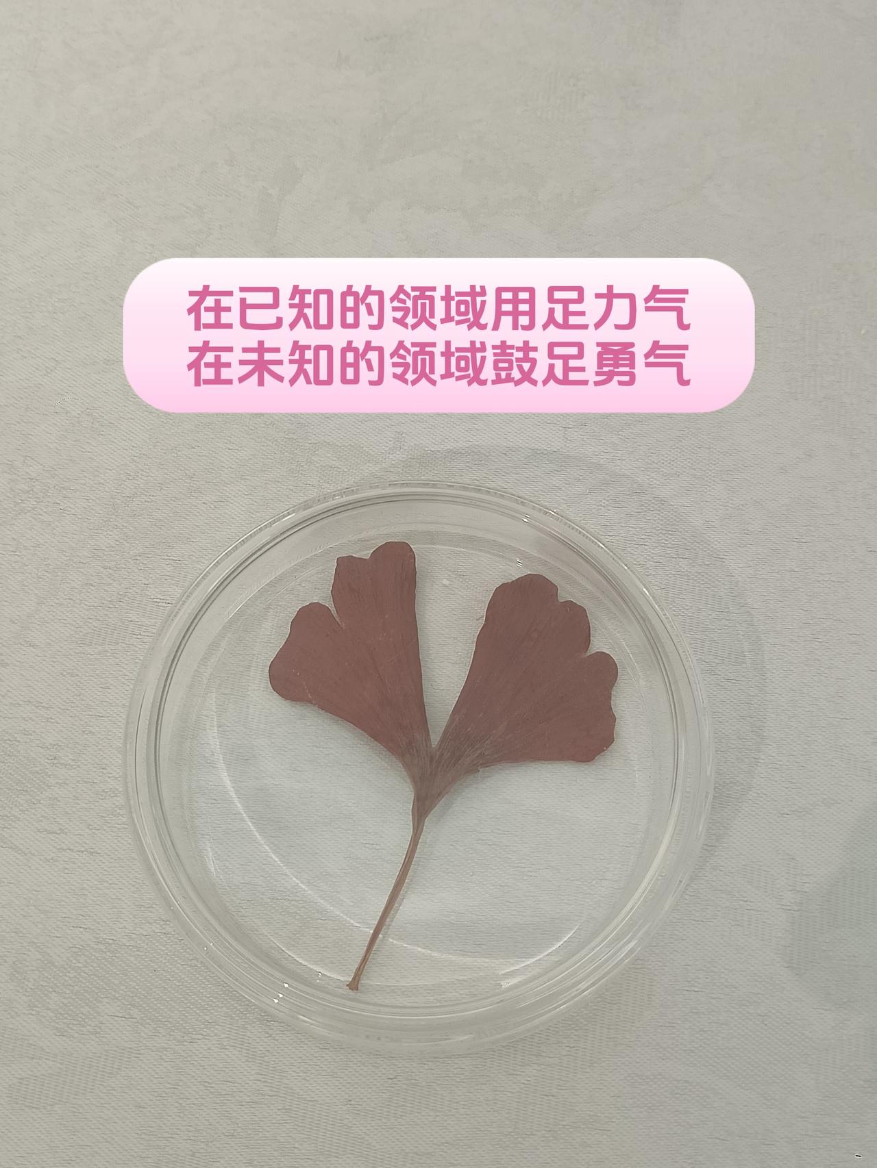拾零秋叶diy
