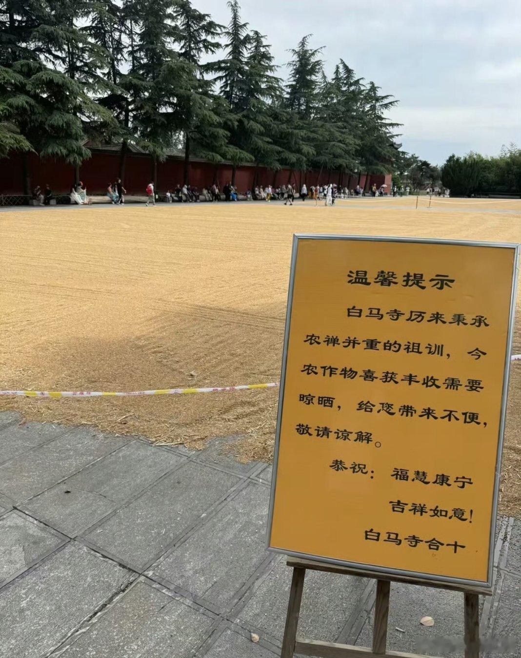 白马寺回应僧人顶着33度气温收麦子，自食其力，自食其果，为白马寺三十多度高温下僧