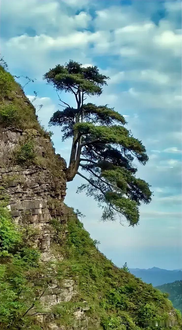 咏松
本为天外客
落脚深山中
惯看过路云
形隐影自空
（图片来自头条网友老蔡远行