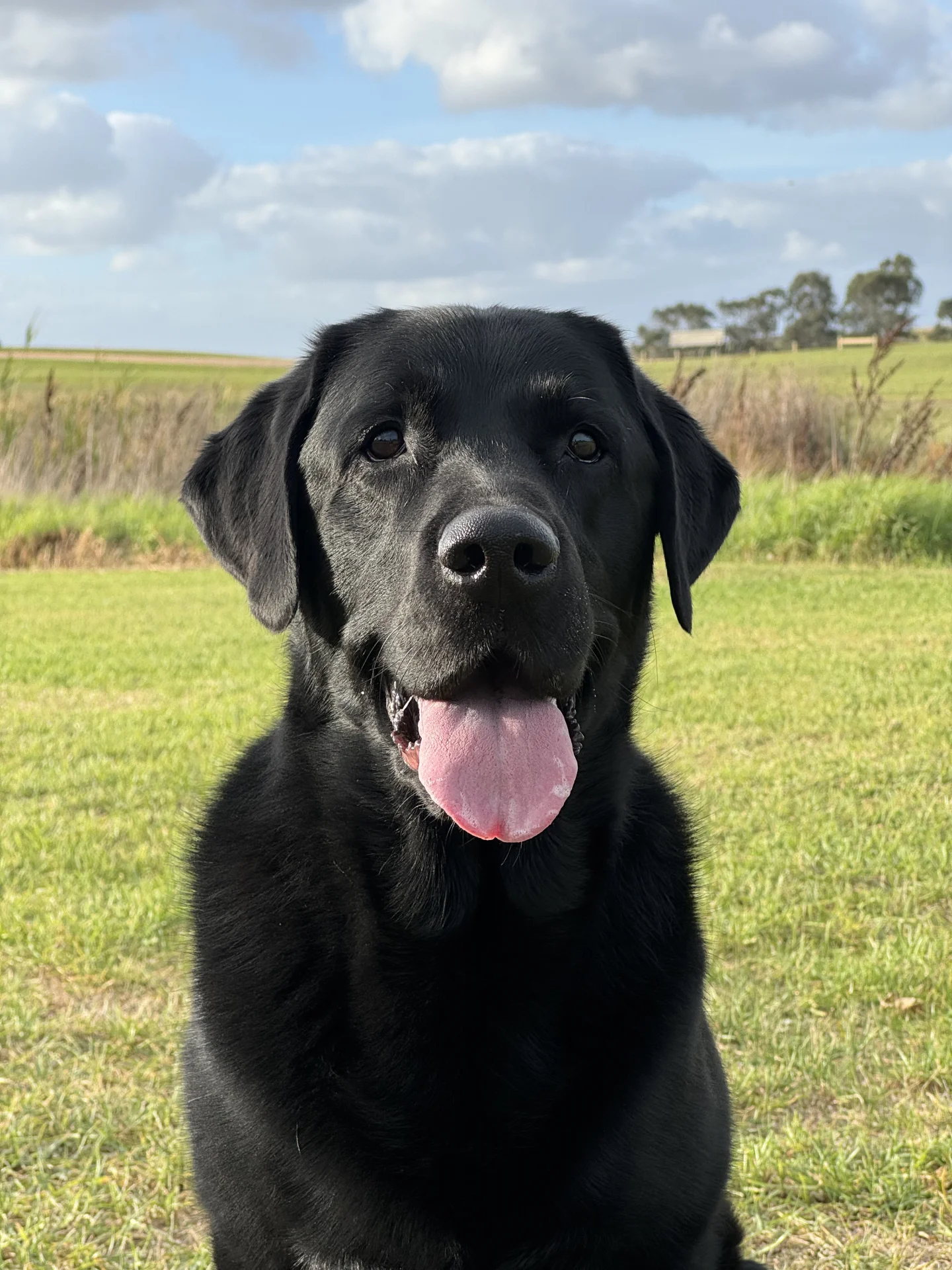 妈妈说我是可爱小斗