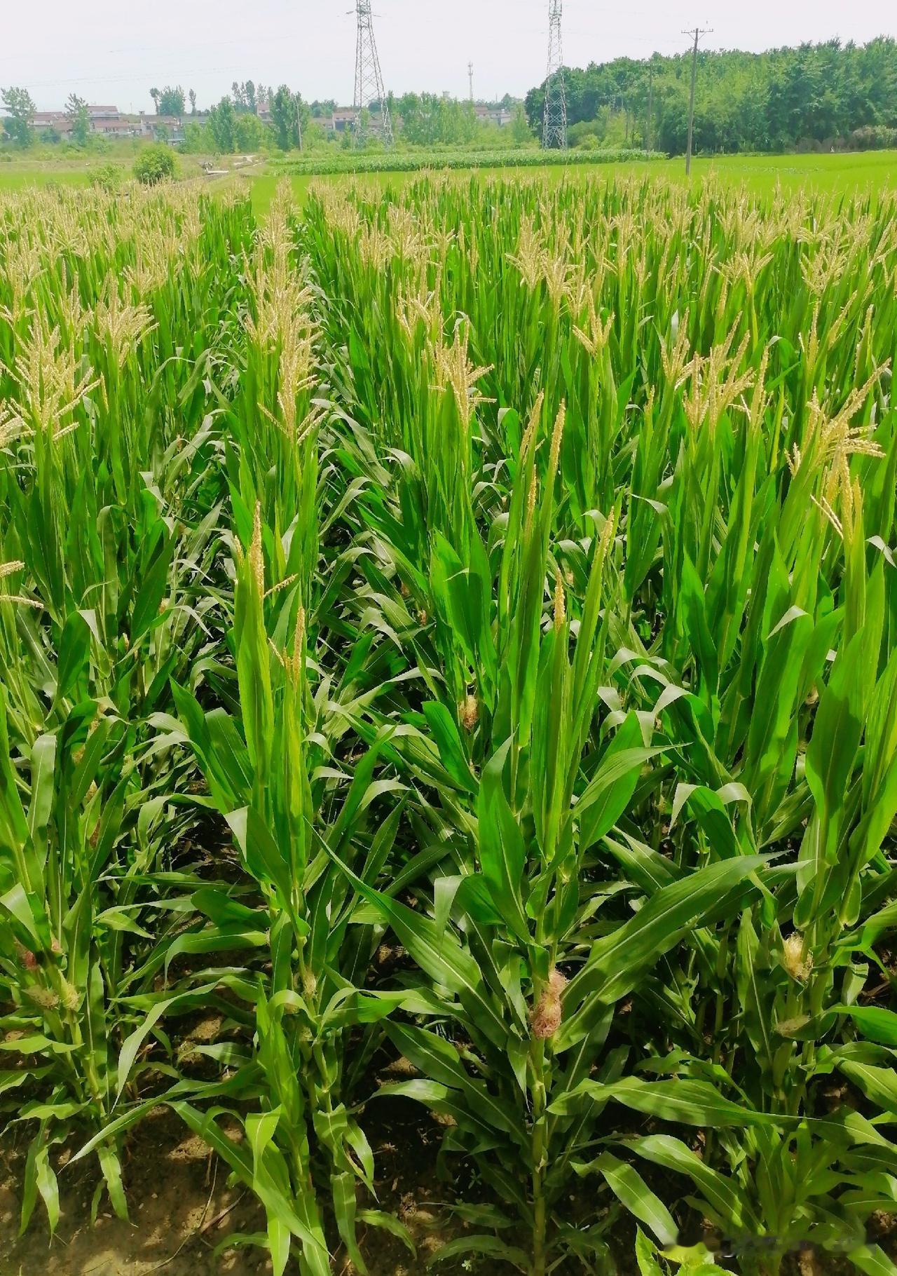 《玉米开花啦（李林6月9日摄于汉中城固）》