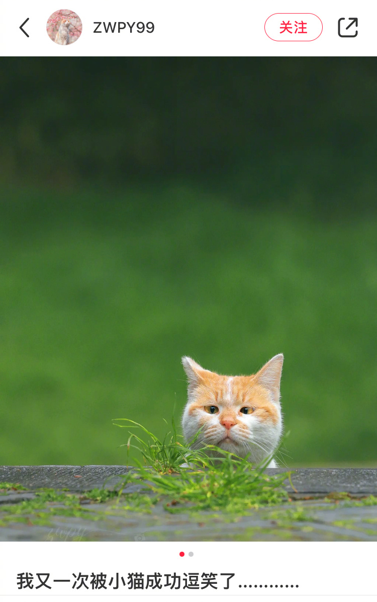 斗鸡眼小猫 不太聪明的亚子[允悲] ​​​