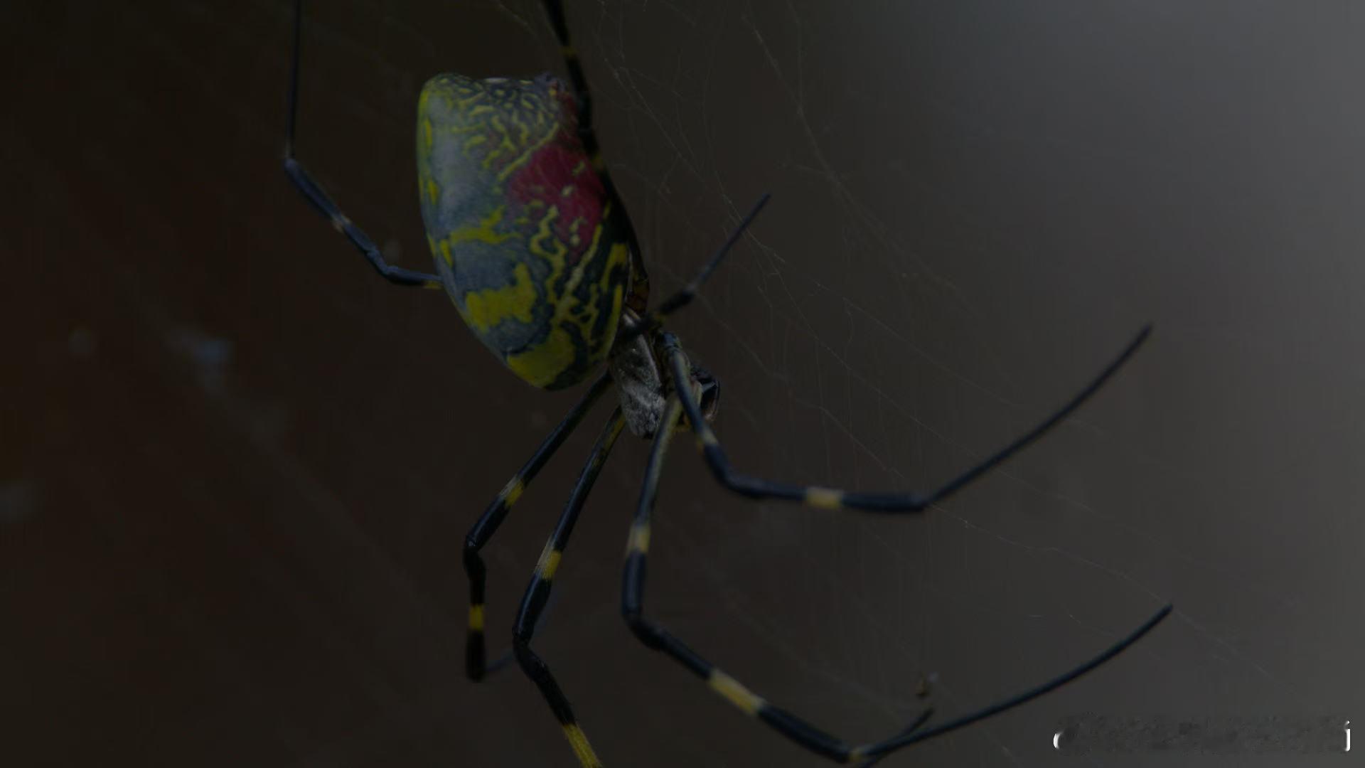 BBC镜头里的野性广东    换个角度看广东：这里不仅是经济强省，更是自然天堂。