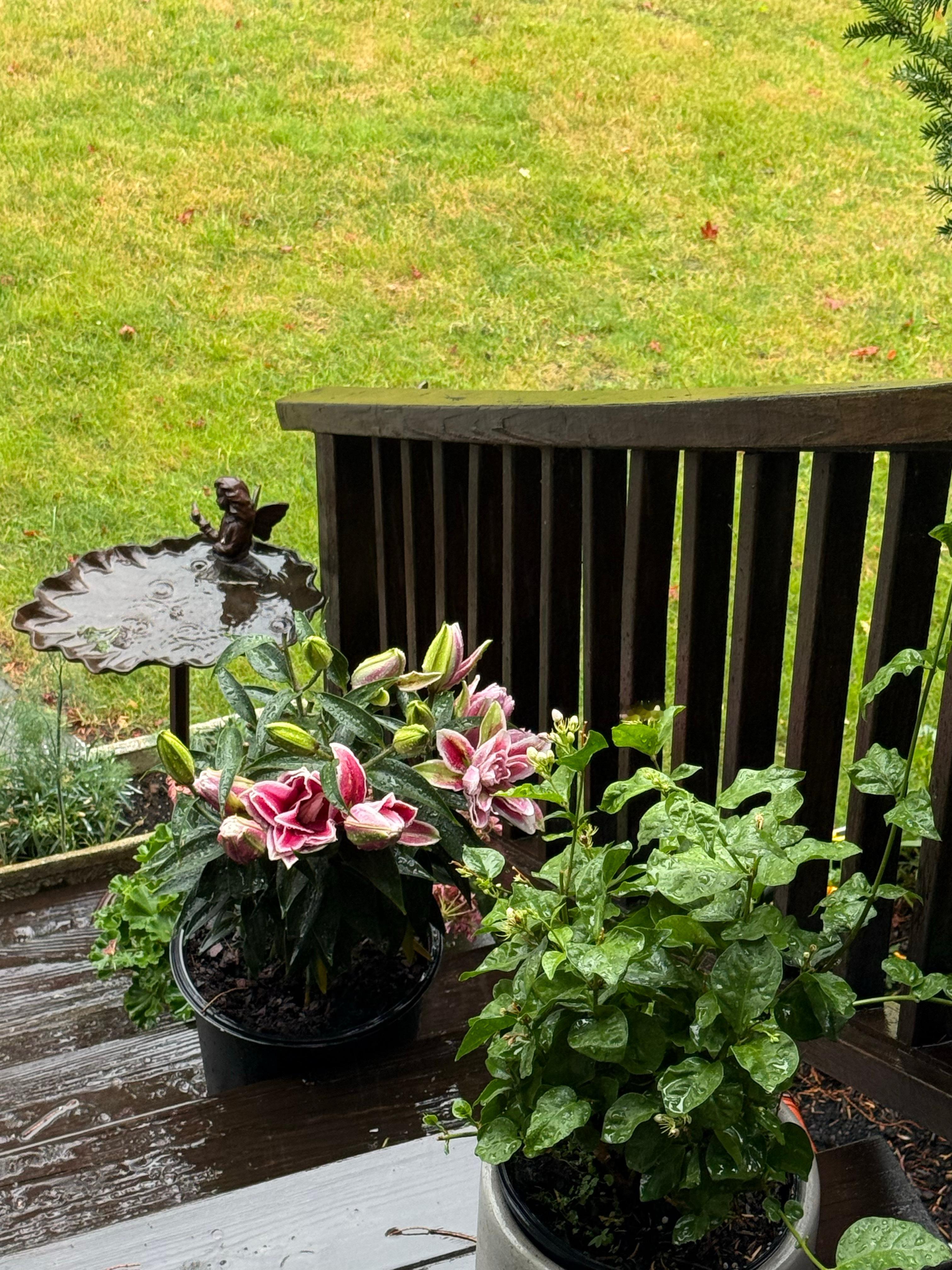 今天终于下雨了，而且下了一整天。前天小同学回家时指着枯黄的草坪说：“怎么都黄了？