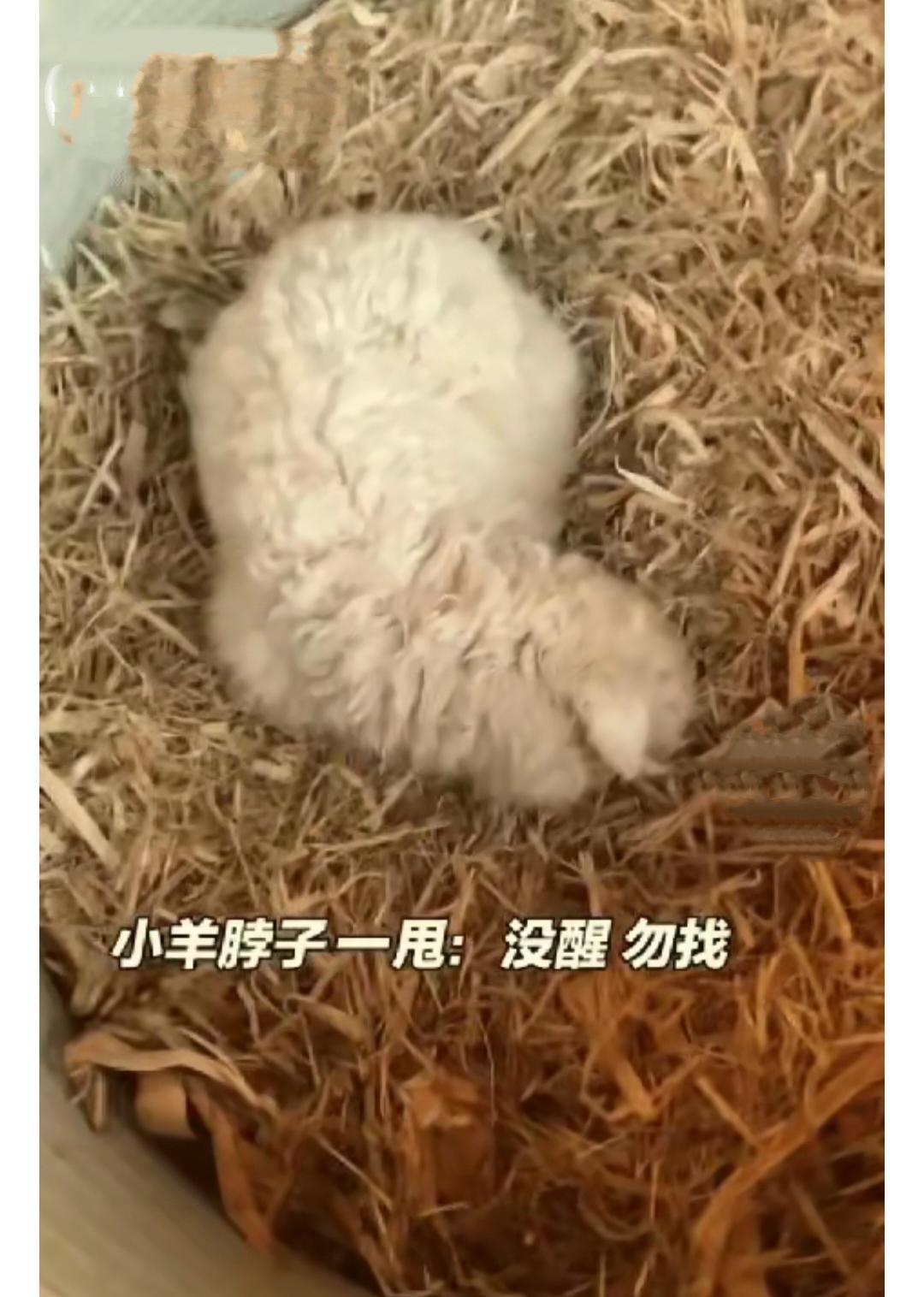 这下真的彻底解释不清了
近日宁夏一男子把家里养的小羊拉到集市去卖，其他的很顺利的