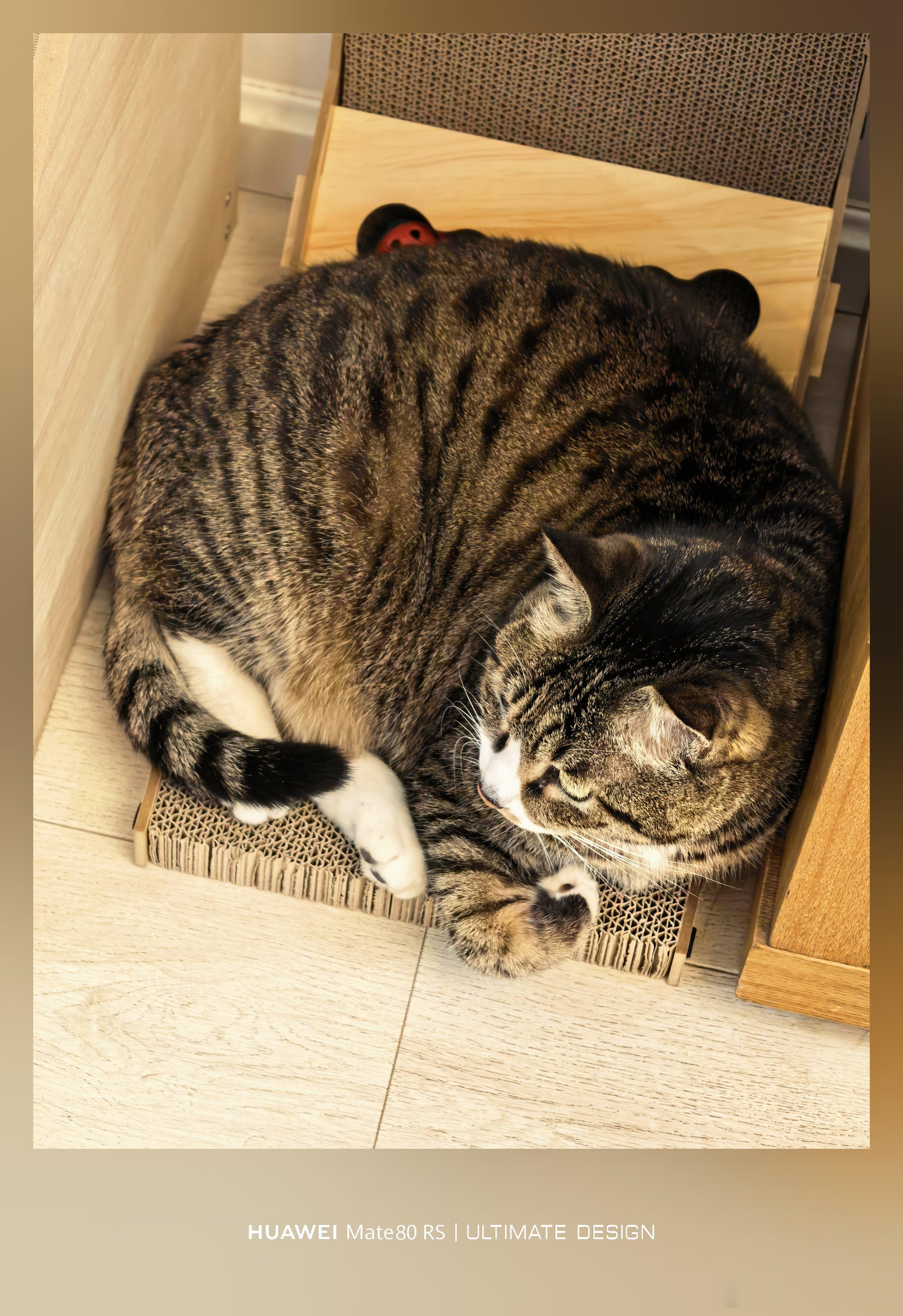 这么小个地方，硬是让它给塞进去了看不太懂，喵悟空有自己的想法…… 