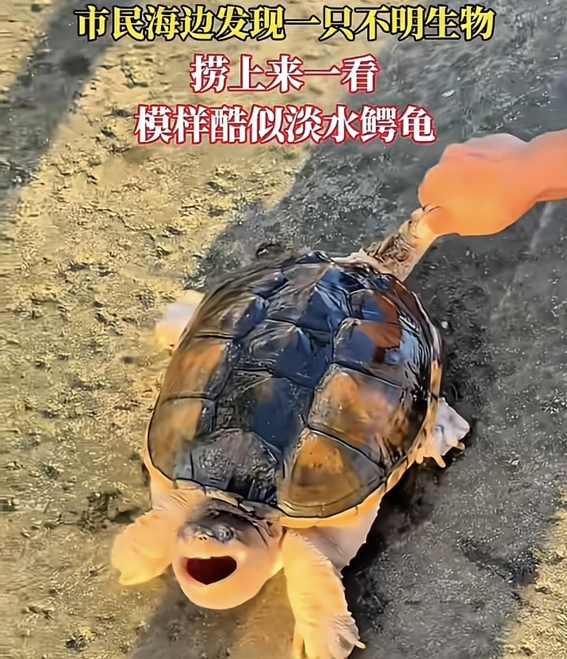 真吓人！山东烟台，市民在海边发现一只稀奇古怪的动物，长得像乌龟，可是又不一样，发
