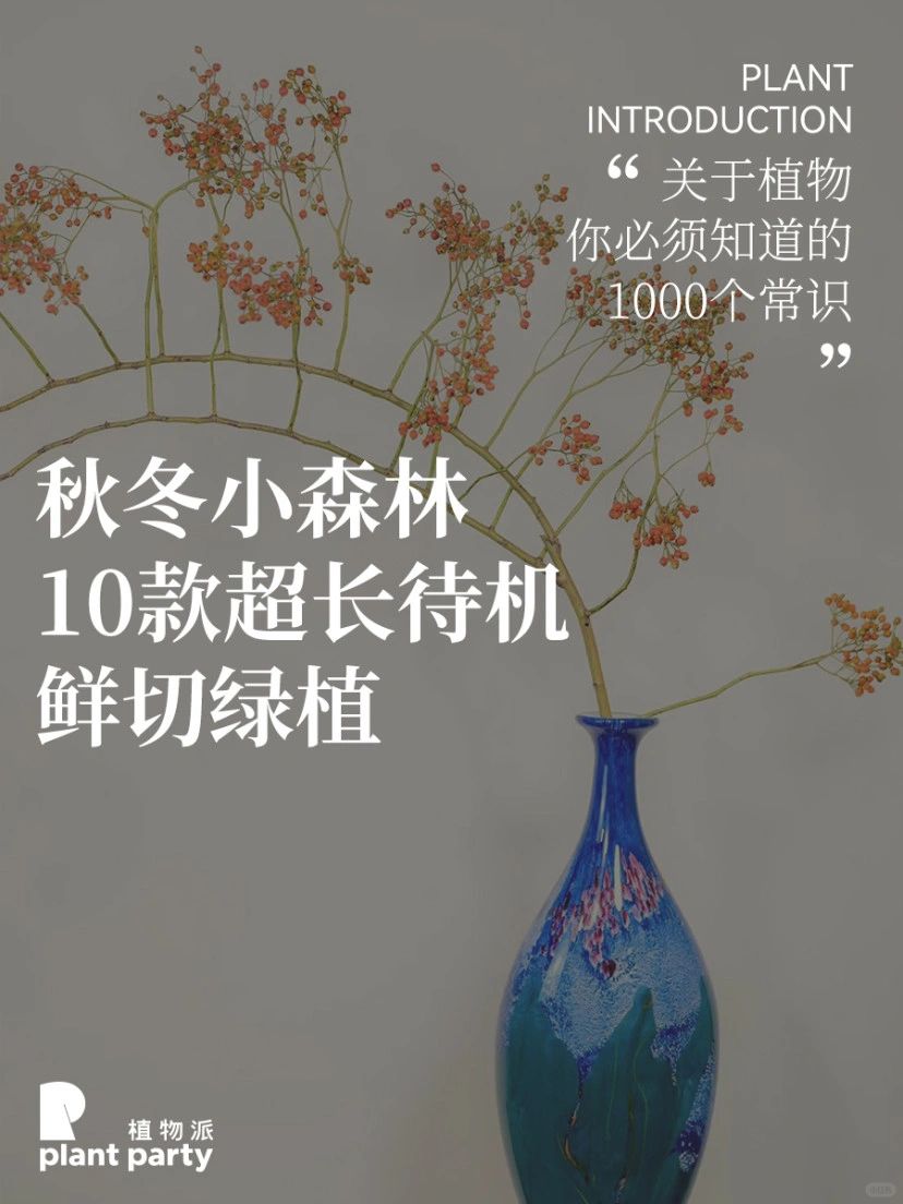 10款超长待机鲜切绿植🌲 秋冬小森林